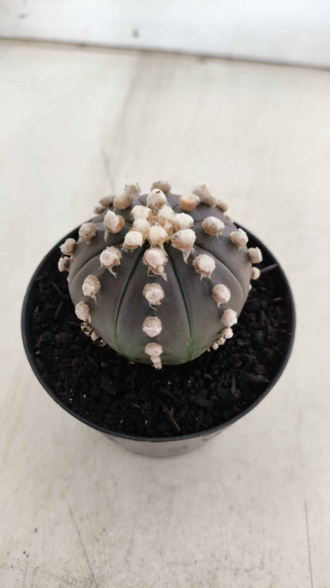 ASTROPHYTUM ASTERIAS “Purple”  Nº 820 – vaso 09