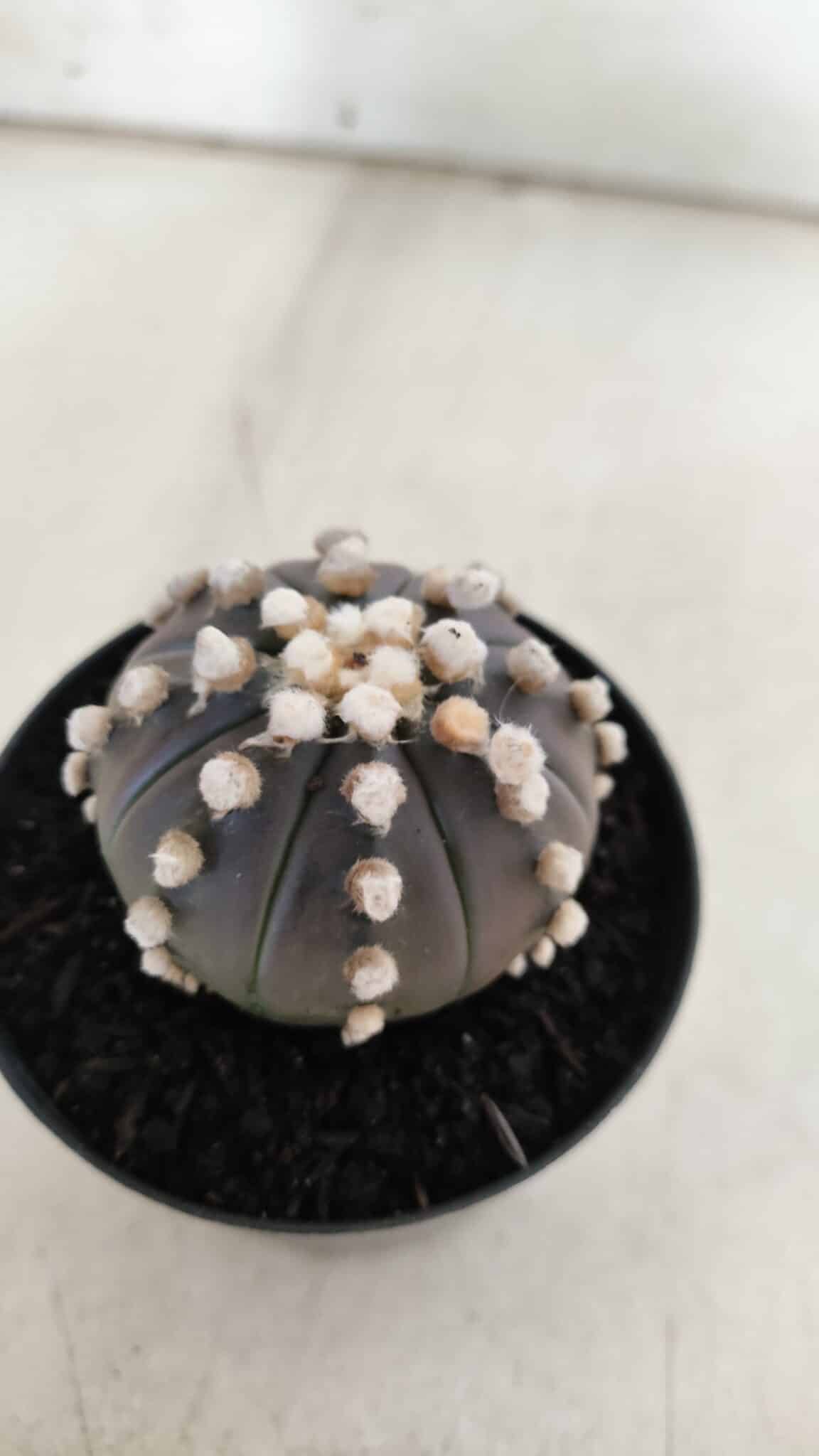 ASTROPHYTUM ASTERIAS “Purple”  Nº 820 – vaso 09
