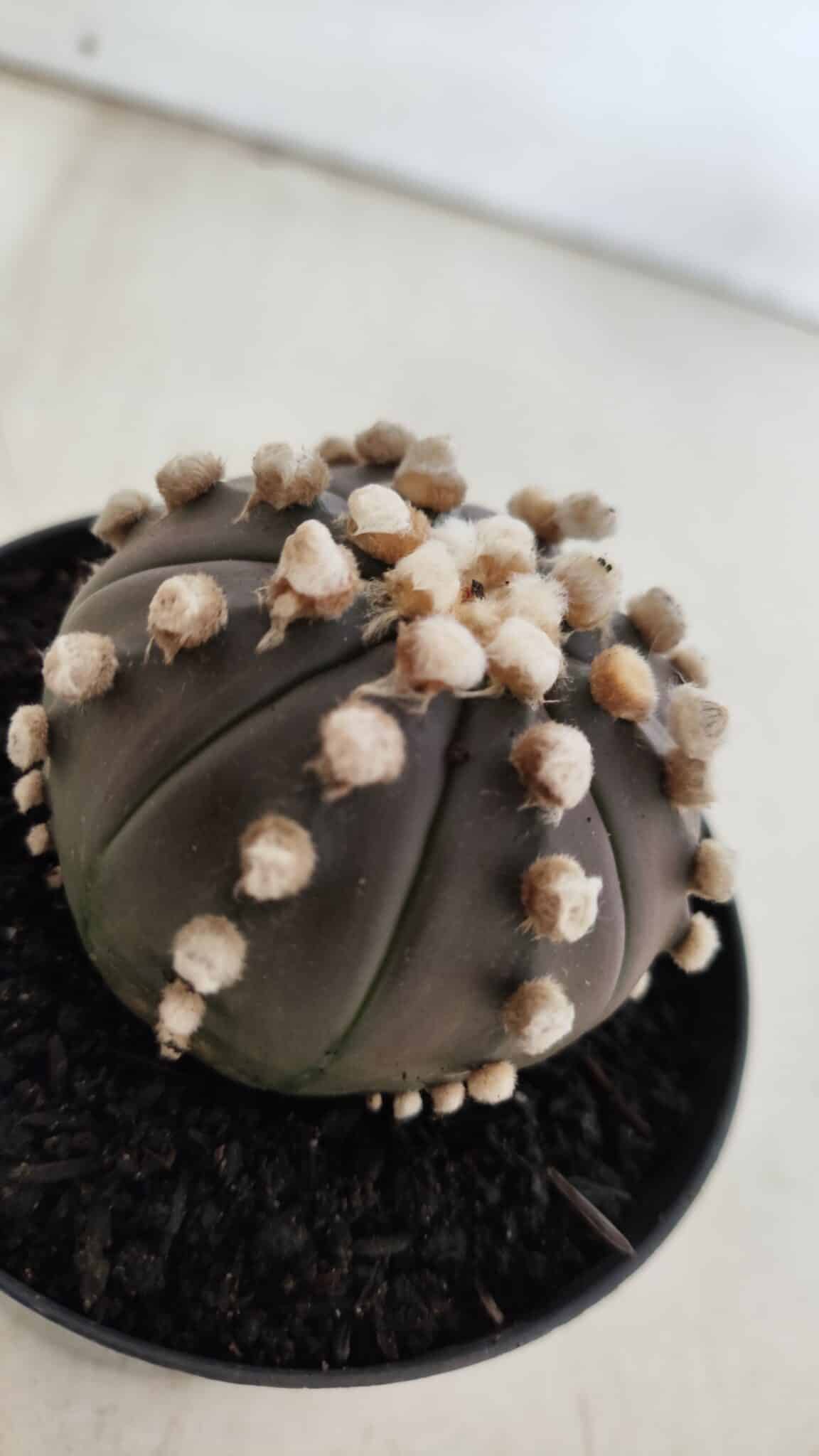 ASTROPHYTUM ASTERIAS “Purple”  Nº 820 – vaso 09