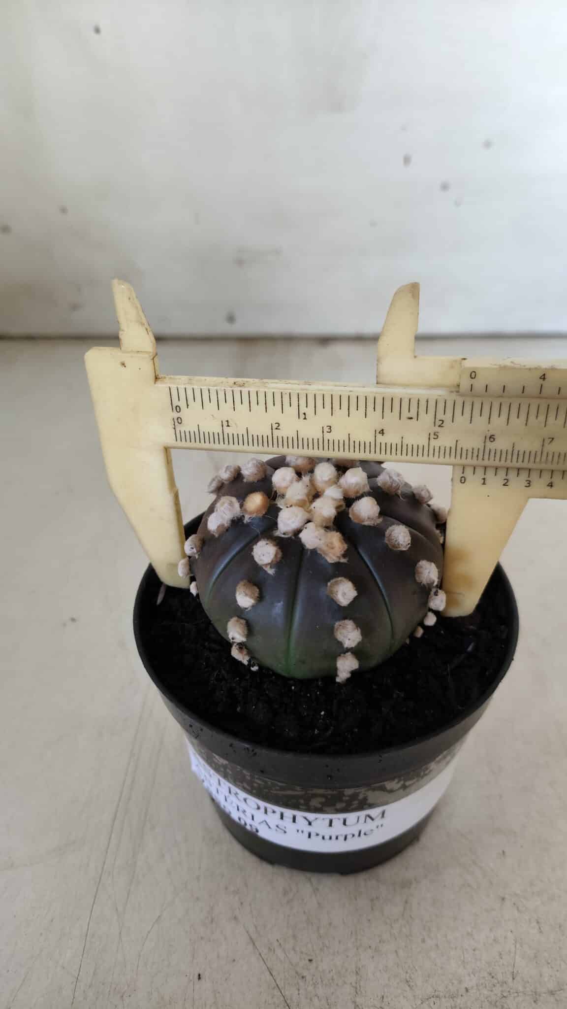 ASTROPHYTUM ASTERIAS “Purple”  Nº 820 – vaso 09