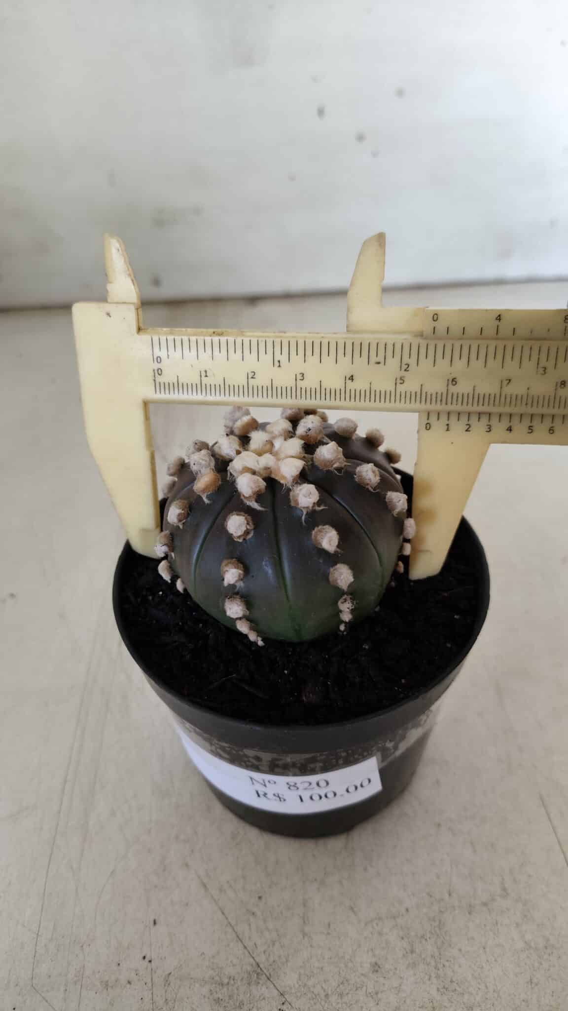 ASTROPHYTUM ASTERIAS “Purple”  Nº 820 – vaso 09