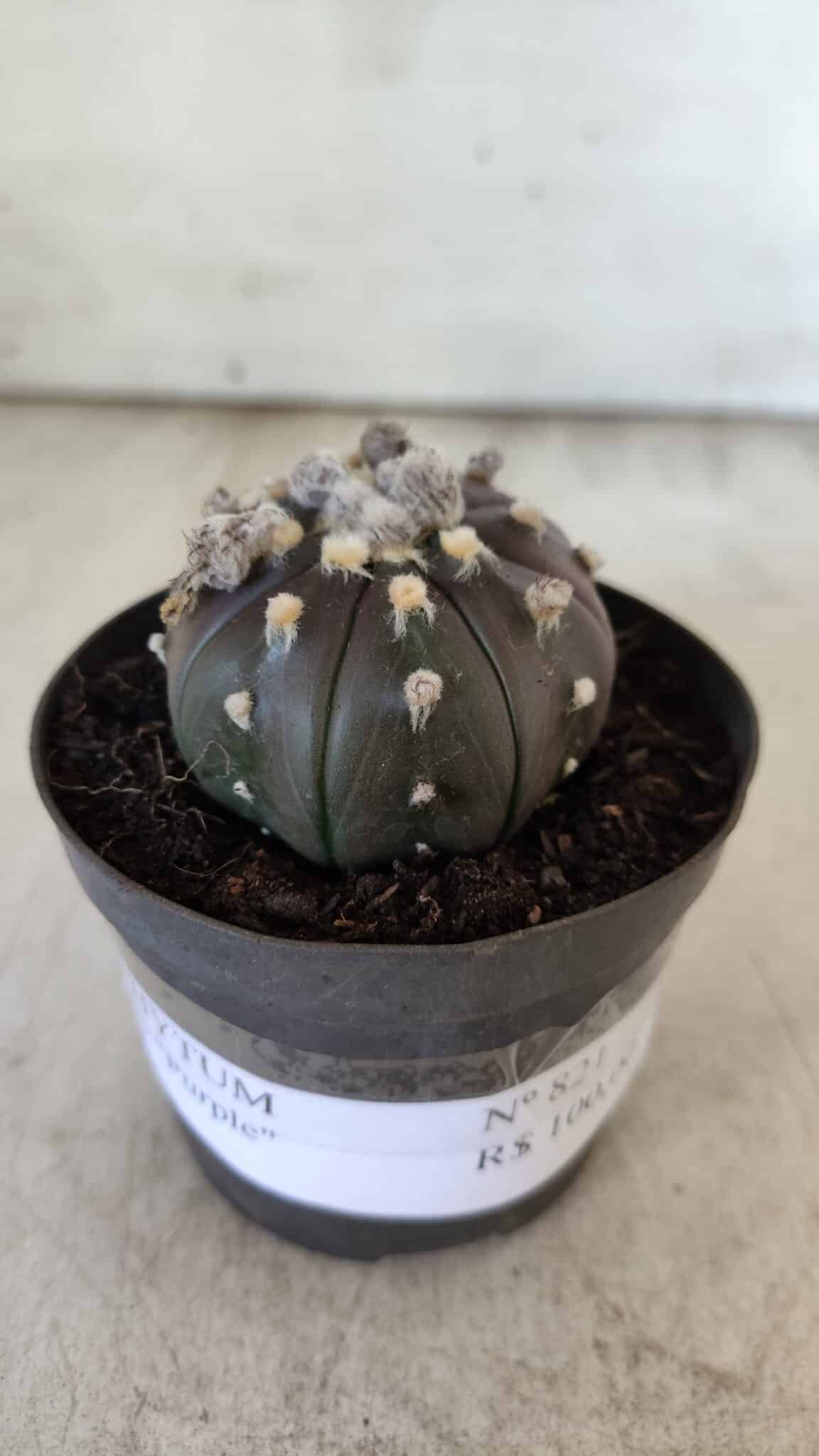 ASTROPHYTUM ASTERIAS “Purple”  Nº 821 – vaso 09