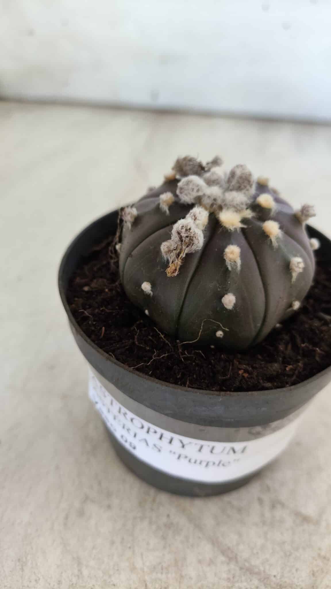 ASTROPHYTUM ASTERIAS “Purple”  Nº 821 – vaso 09