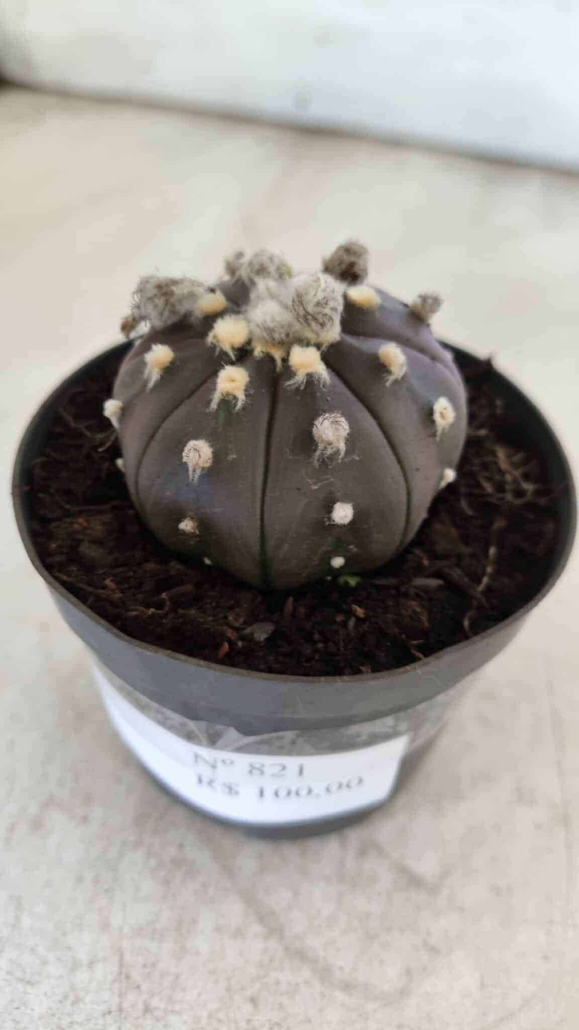 ASTROPHYTUM ASTERIAS “Purple”  Nº 821 – vaso 09