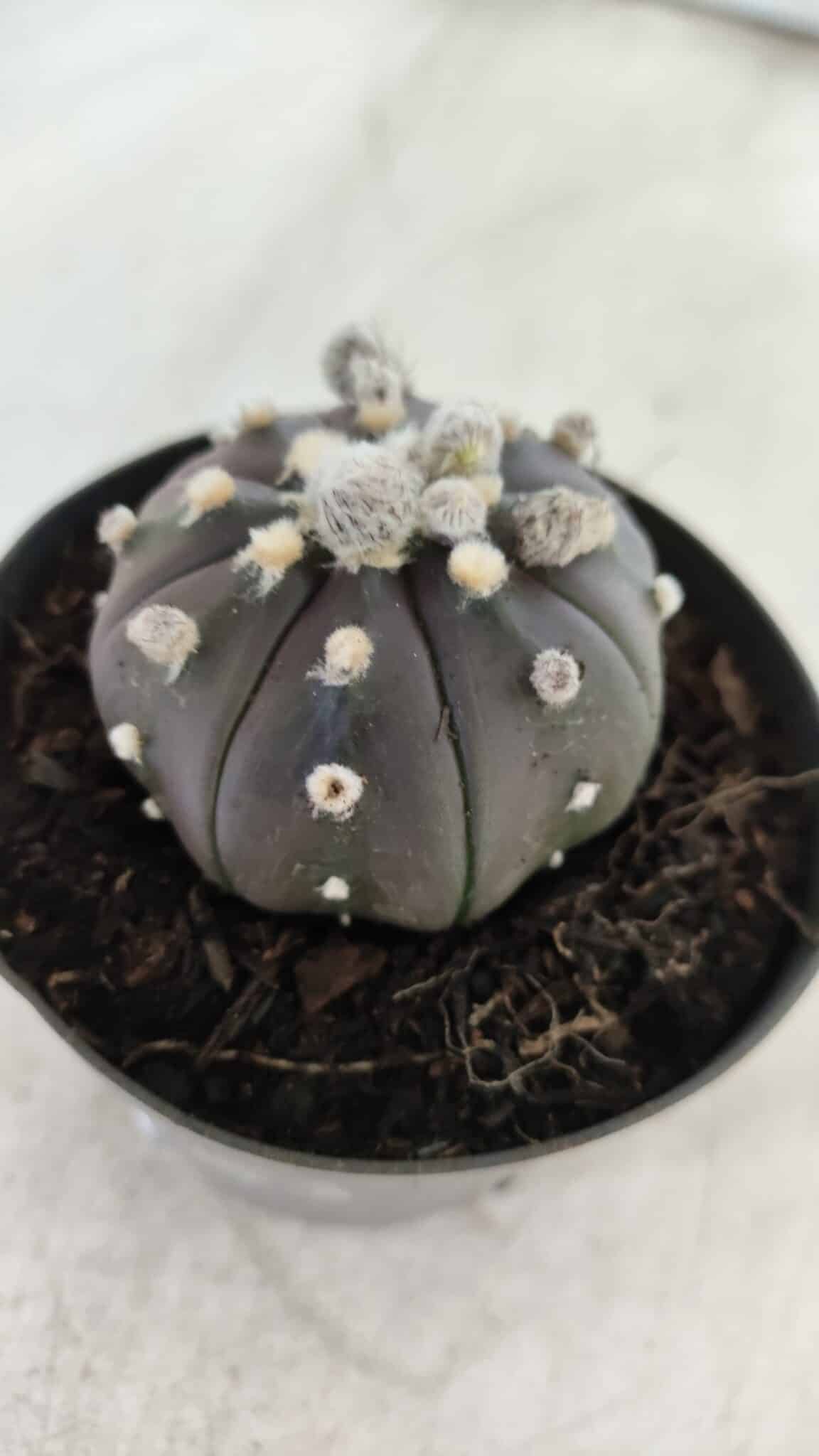 ASTROPHYTUM ASTERIAS “Purple”  Nº 821 – vaso 09