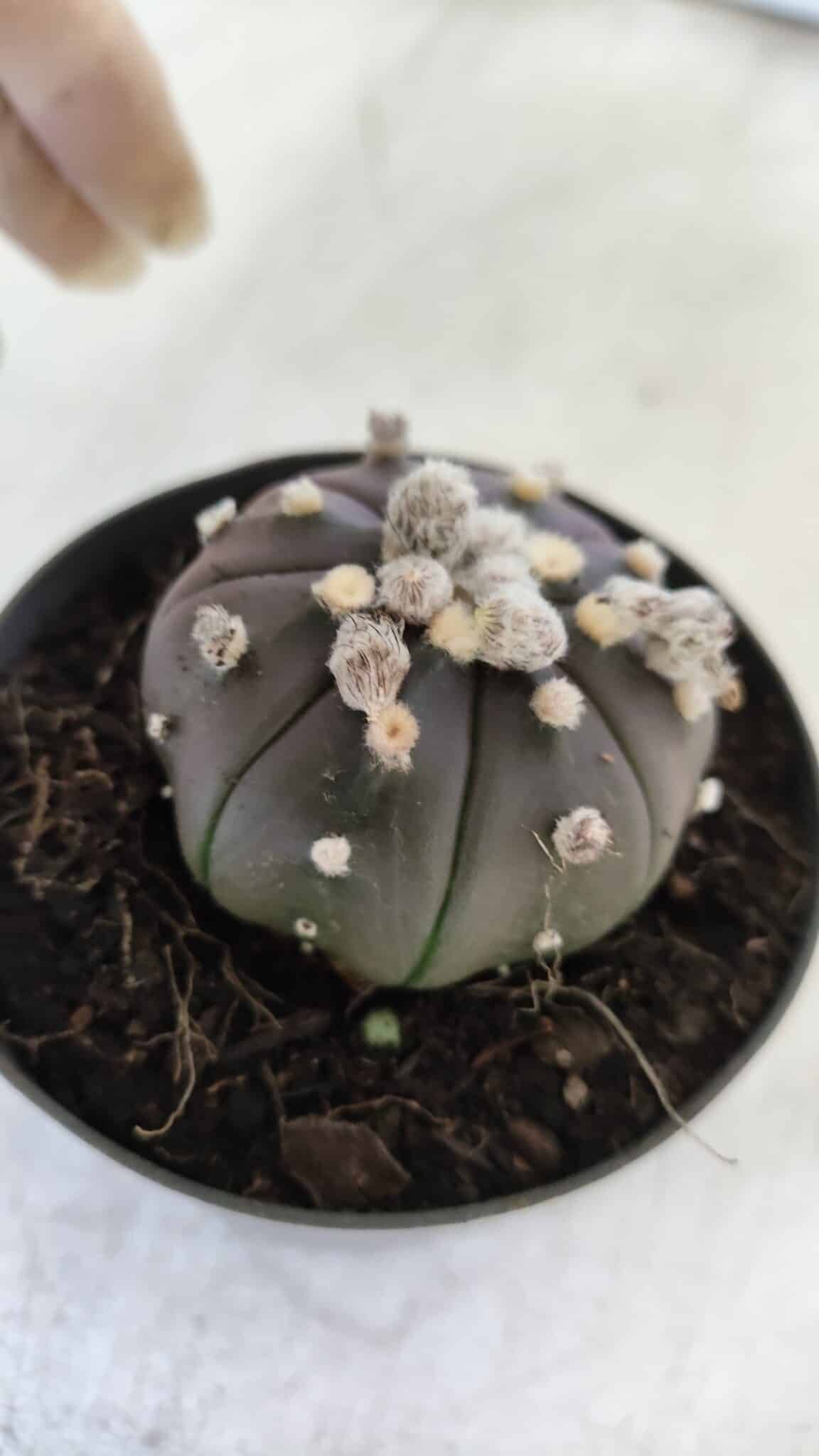 ASTROPHYTUM ASTERIAS “Purple”  Nº 821 – vaso 09