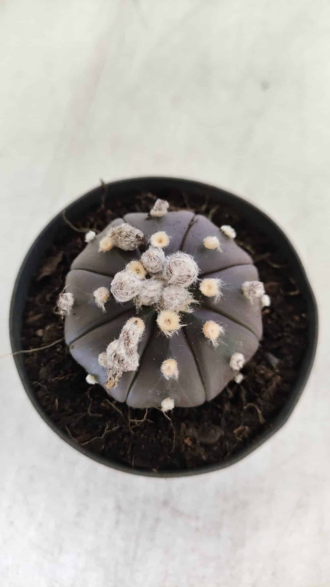 ASTROPHYTUM ASTERIAS “Purple”  Nº 821 – vaso 09