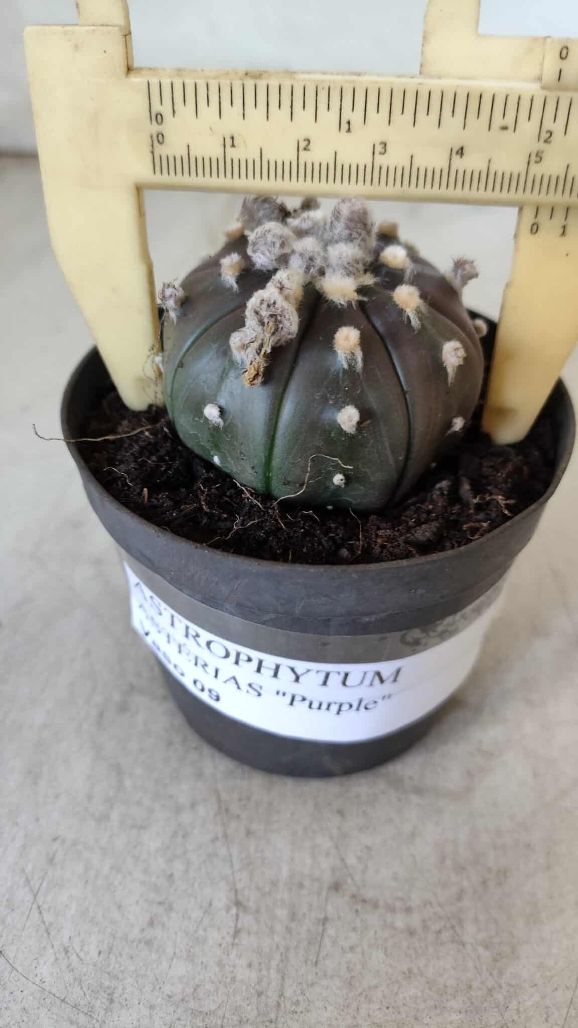 ASTROPHYTUM ASTERIAS “Purple”  Nº 821 – vaso 09