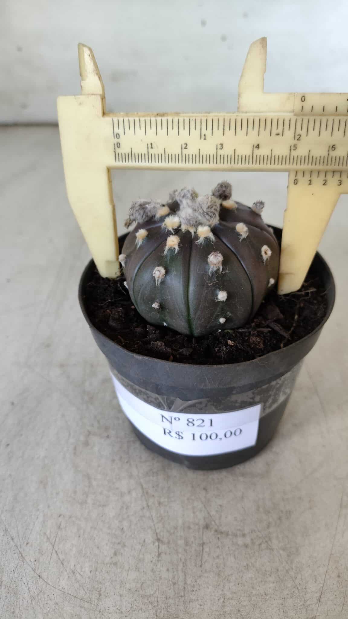 ASTROPHYTUM ASTERIAS “Purple”  Nº 821 – vaso 09