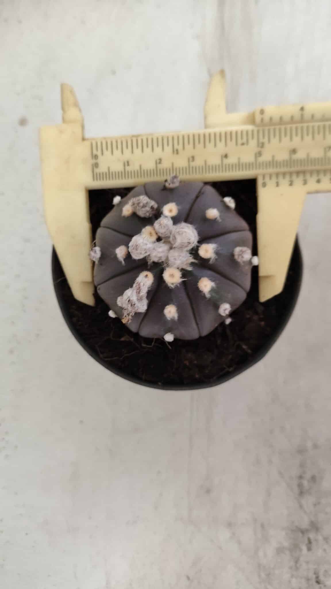 ASTROPHYTUM ASTERIAS “Purple”  Nº 821 – vaso 09