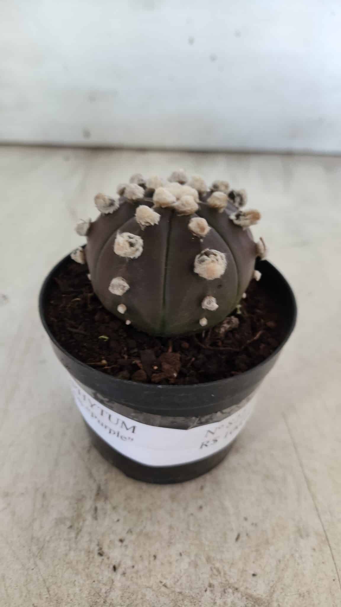 ASTROPHYTUM ASTERIAS “Purple”  Nº 822 – vaso 09