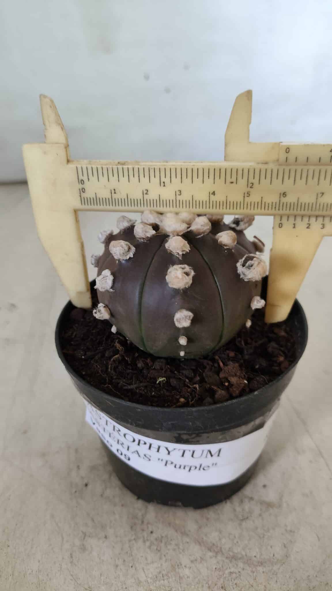 ASTROPHYTUM ASTERIAS “Purple”  Nº 822 – vaso 09