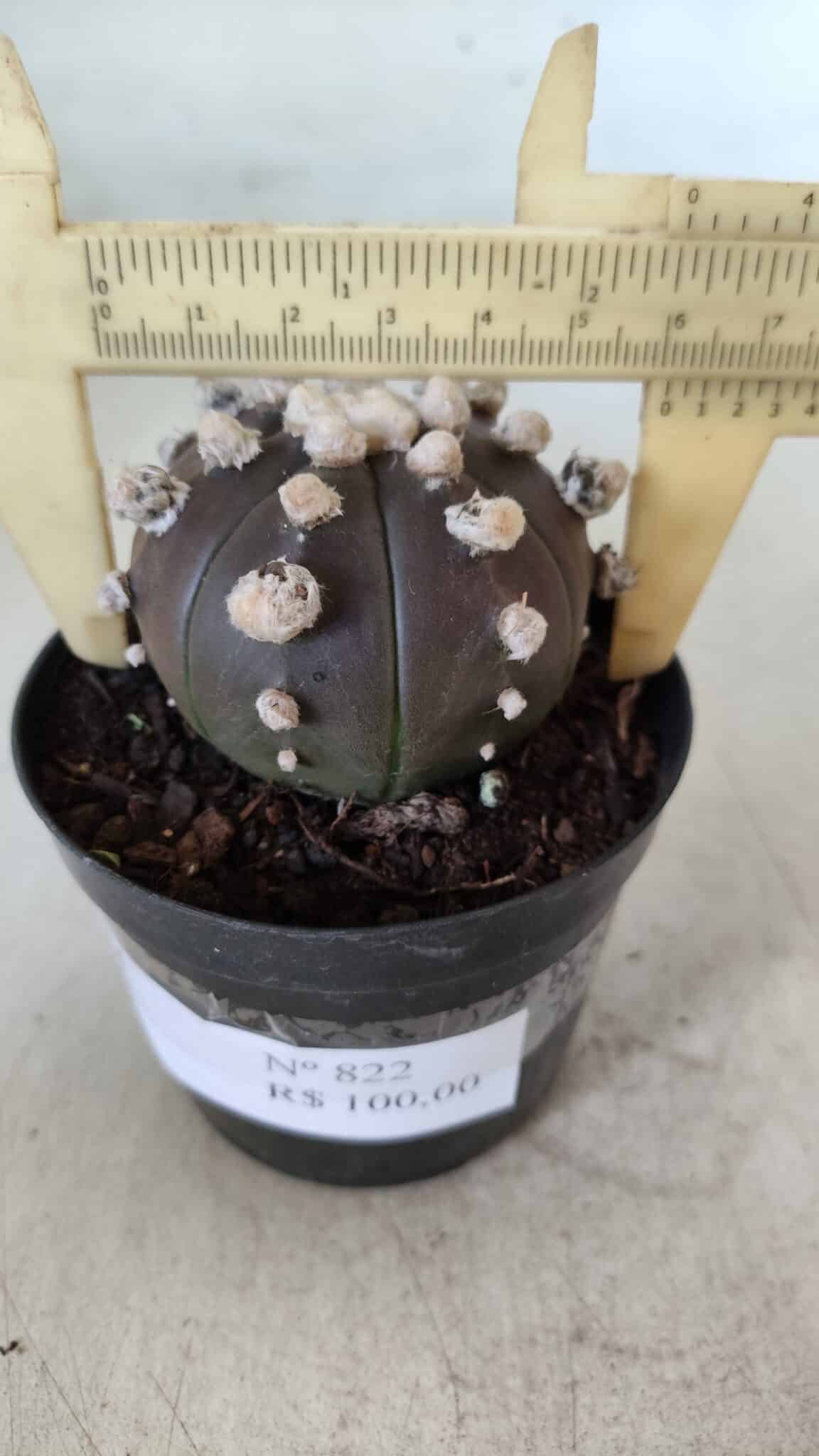 ASTROPHYTUM ASTERIAS “Purple”  Nº 822 – vaso 09