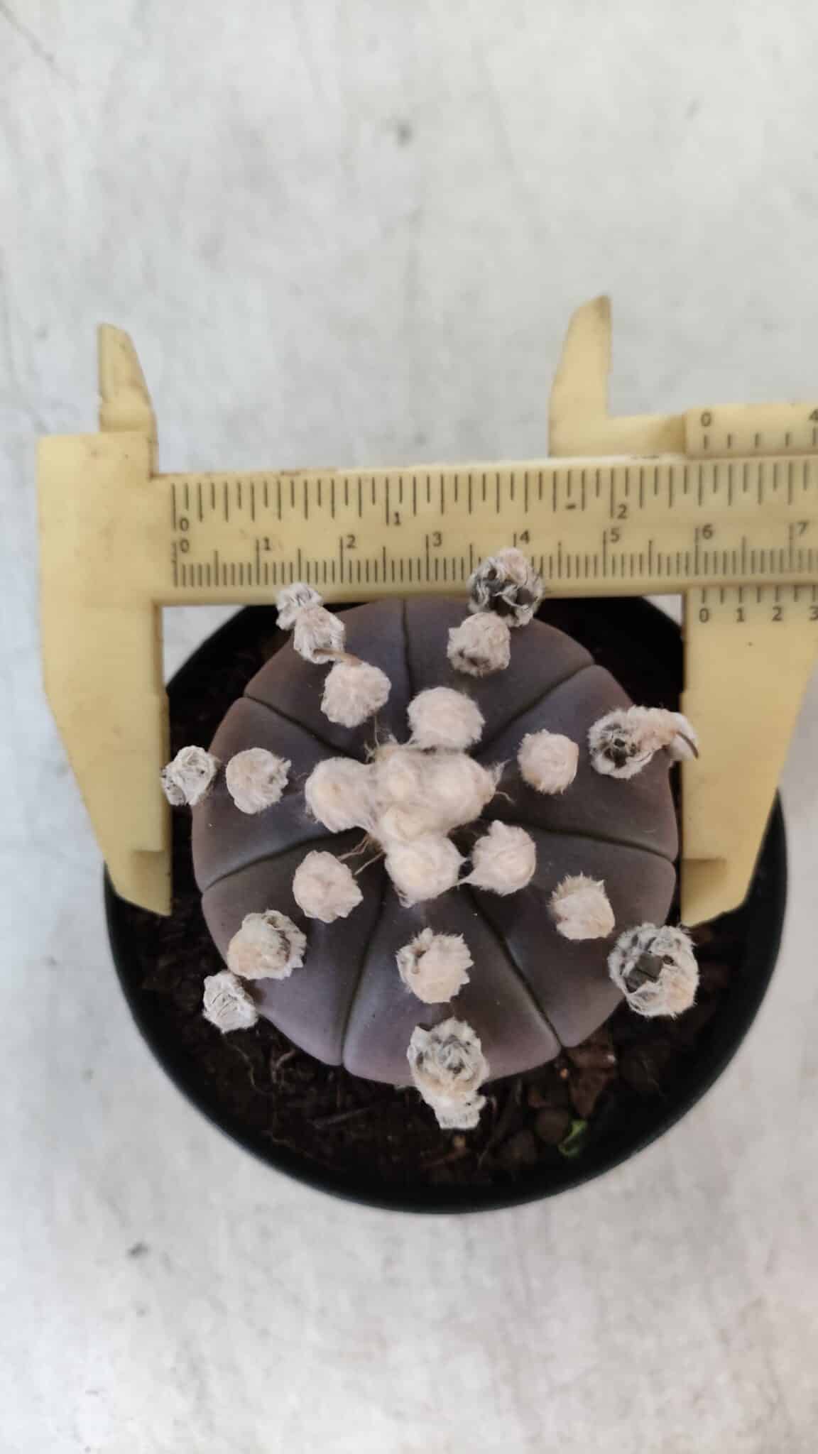 ASTROPHYTUM ASTERIAS “Purple”  Nº 822 – vaso 09