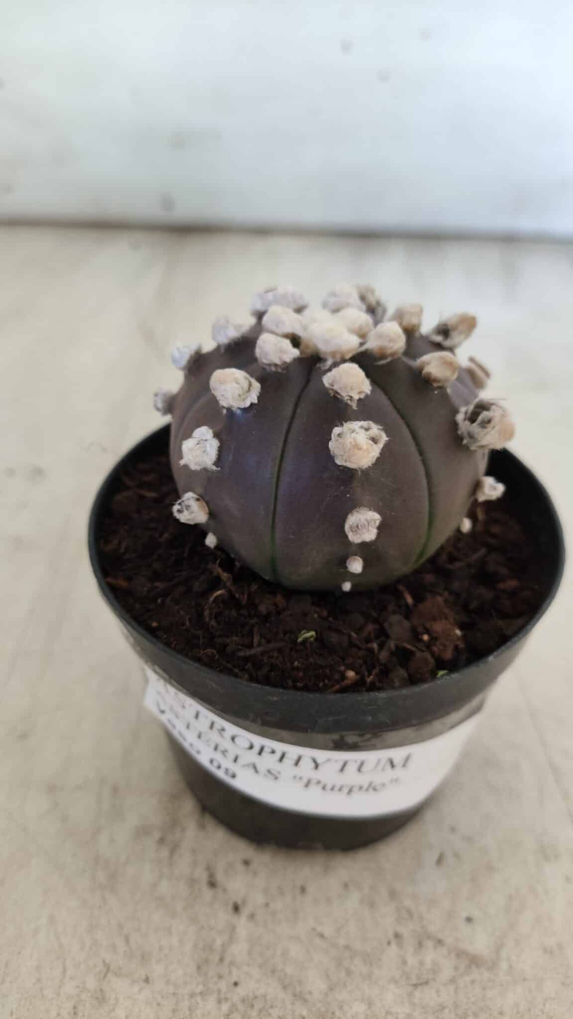 ASTROPHYTUM ASTERIAS “Purple”  Nº 822 – vaso 09