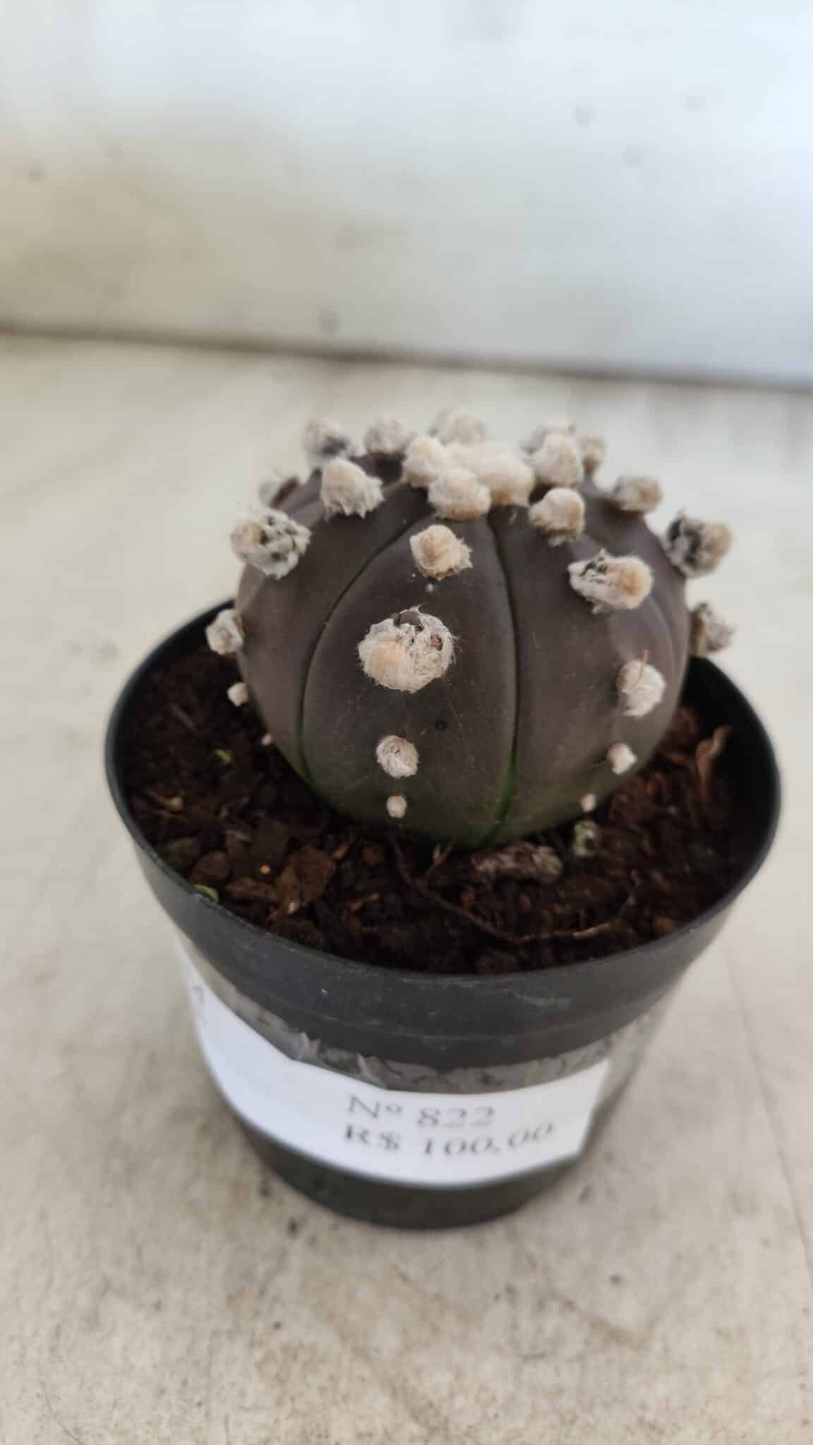 ASTROPHYTUM ASTERIAS “Purple”  Nº 822 – vaso 09