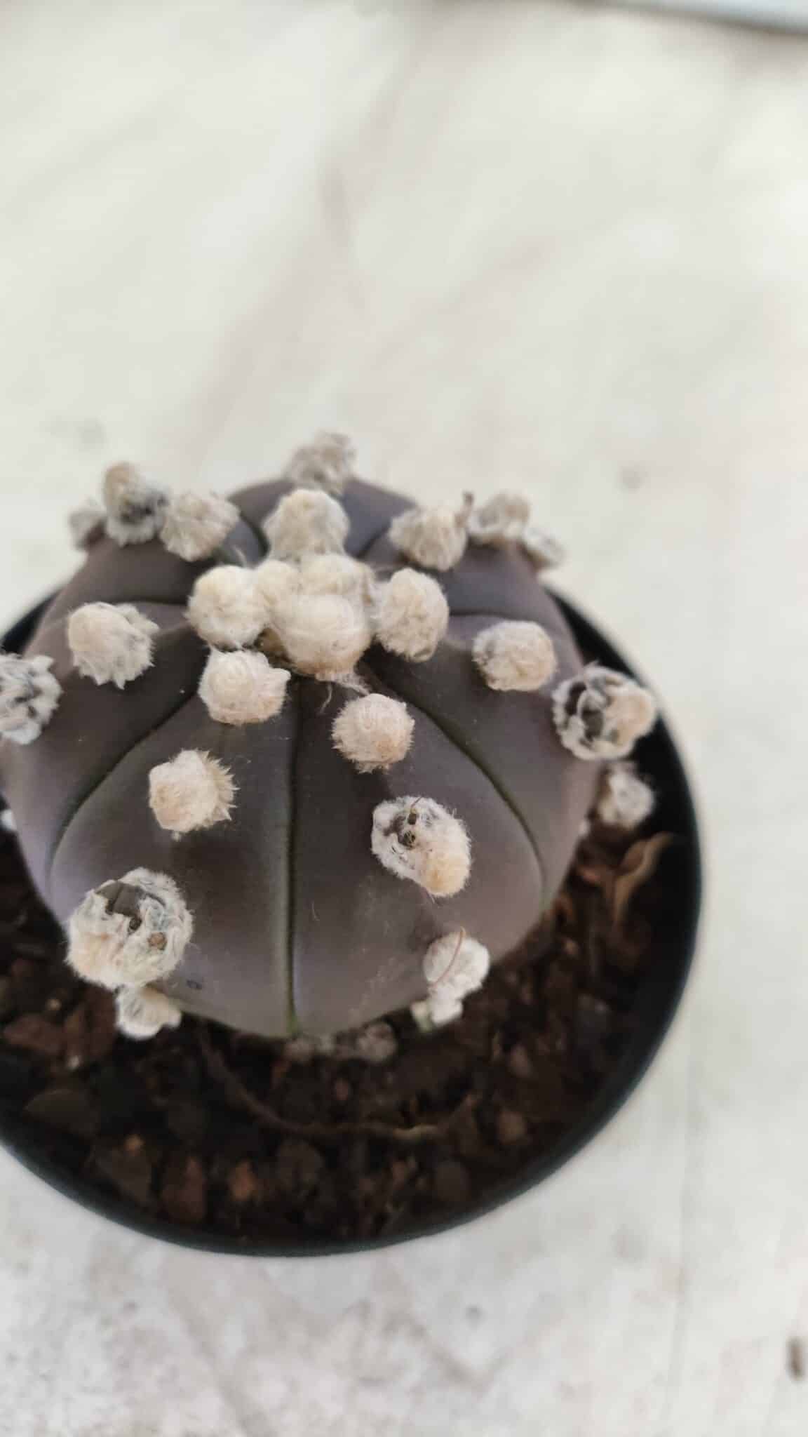 ASTROPHYTUM ASTERIAS “Purple”  Nº 822 – vaso 09