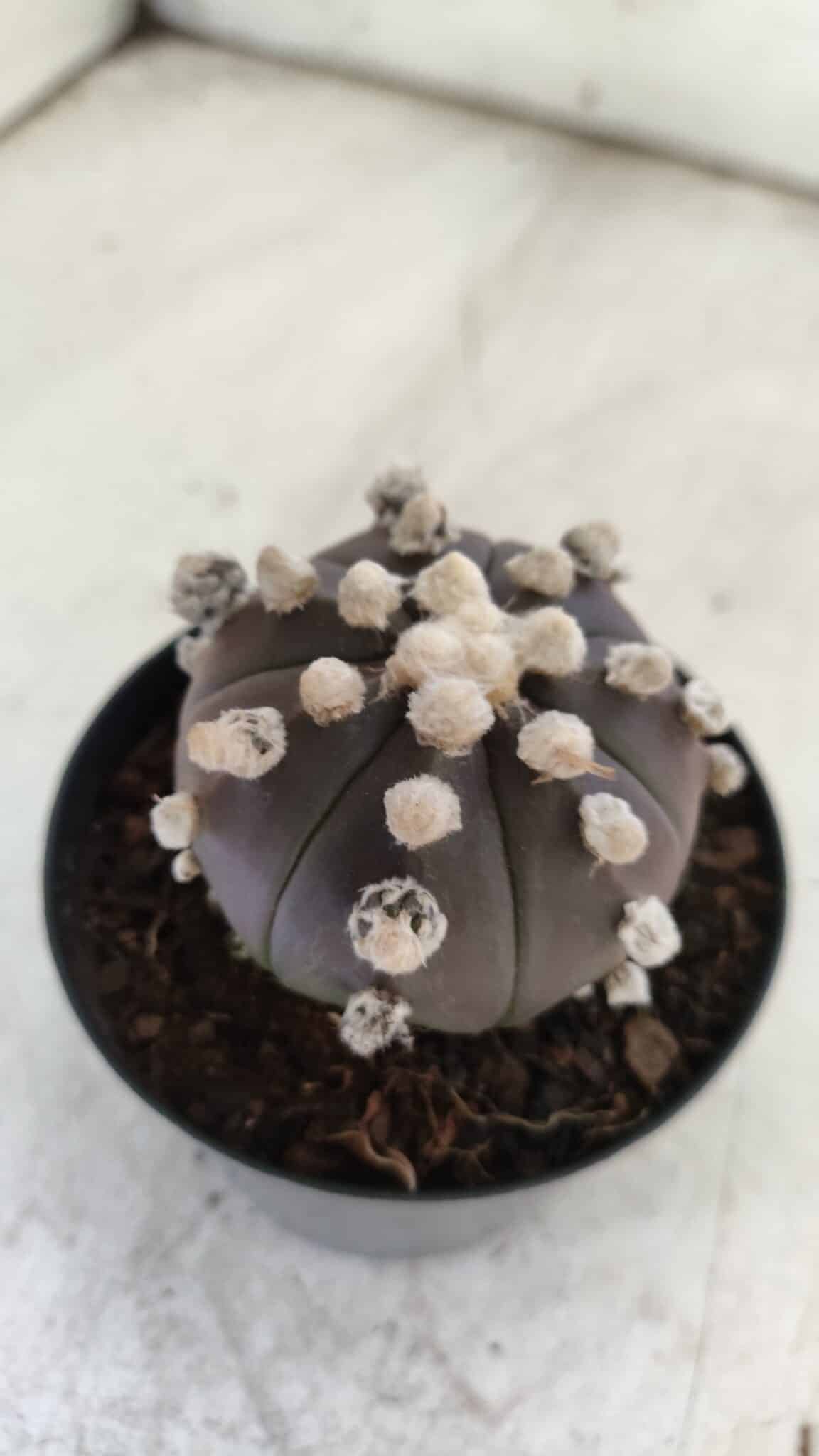 ASTROPHYTUM ASTERIAS “Purple”  Nº 822 – vaso 09