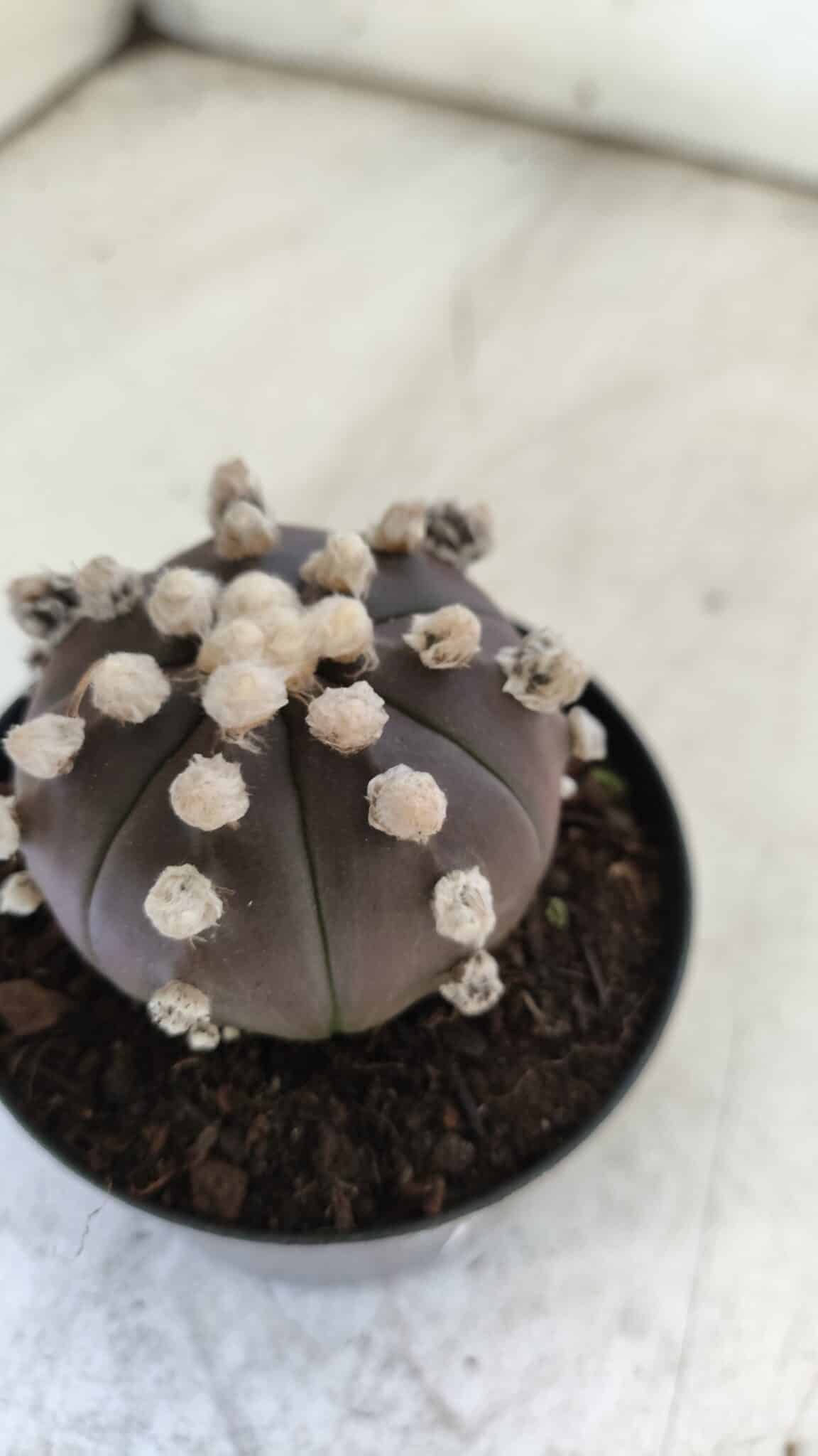 ASTROPHYTUM ASTERIAS “Purple”  Nº 822 – vaso 09