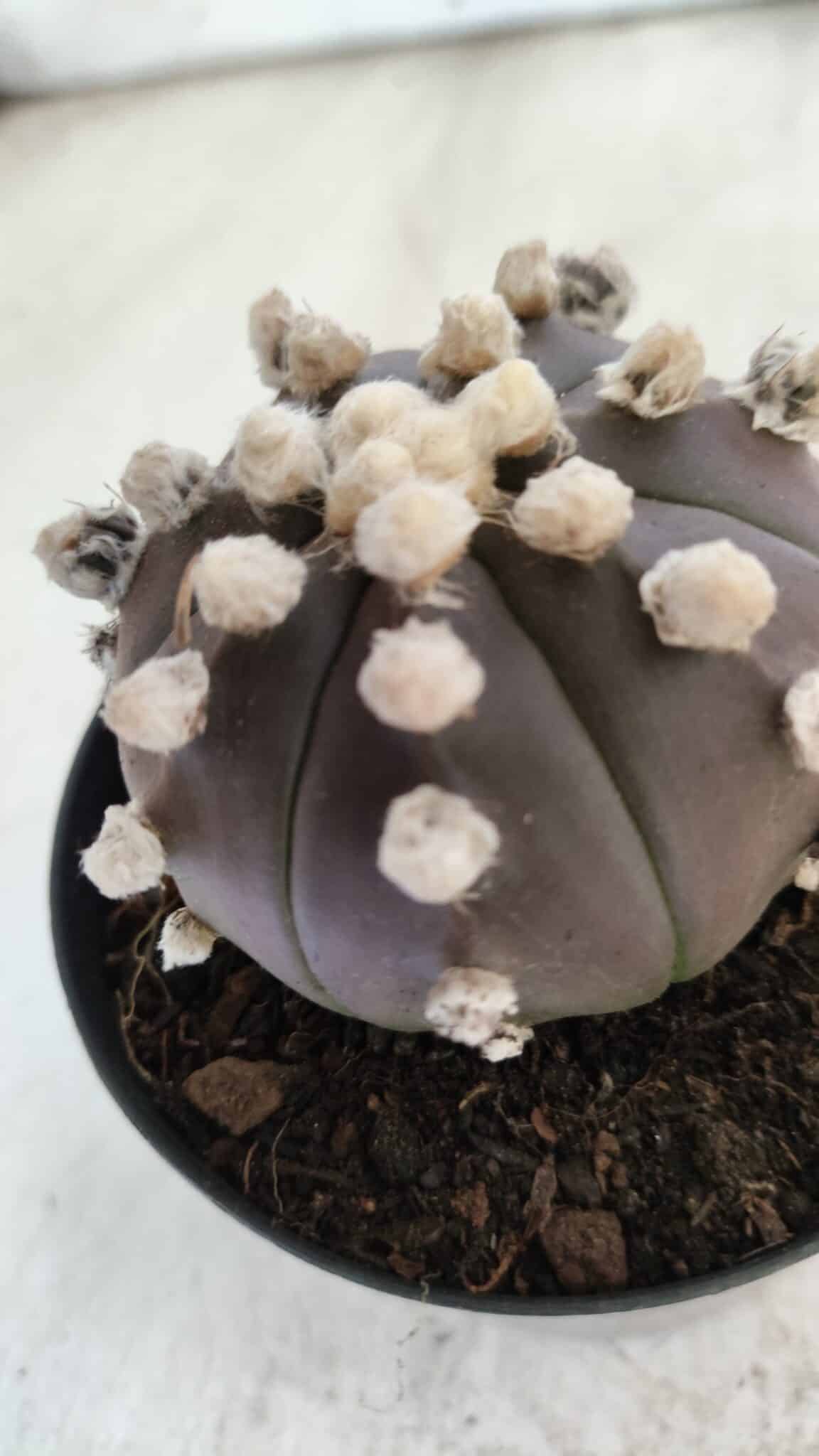 ASTROPHYTUM ASTERIAS “Purple”  Nº 822 – vaso 09
