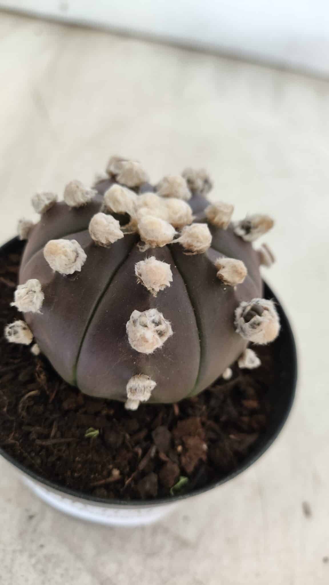 ASTROPHYTUM ASTERIAS “Purple”  Nº 822 – vaso 09