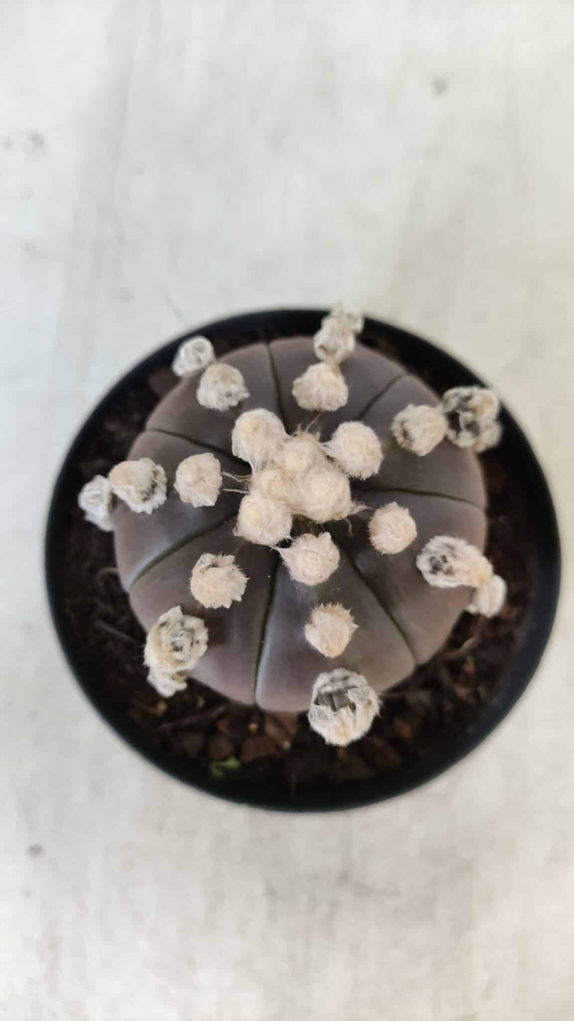 ASTROPHYTUM ASTERIAS “Purple”  Nº 822 – vaso 09