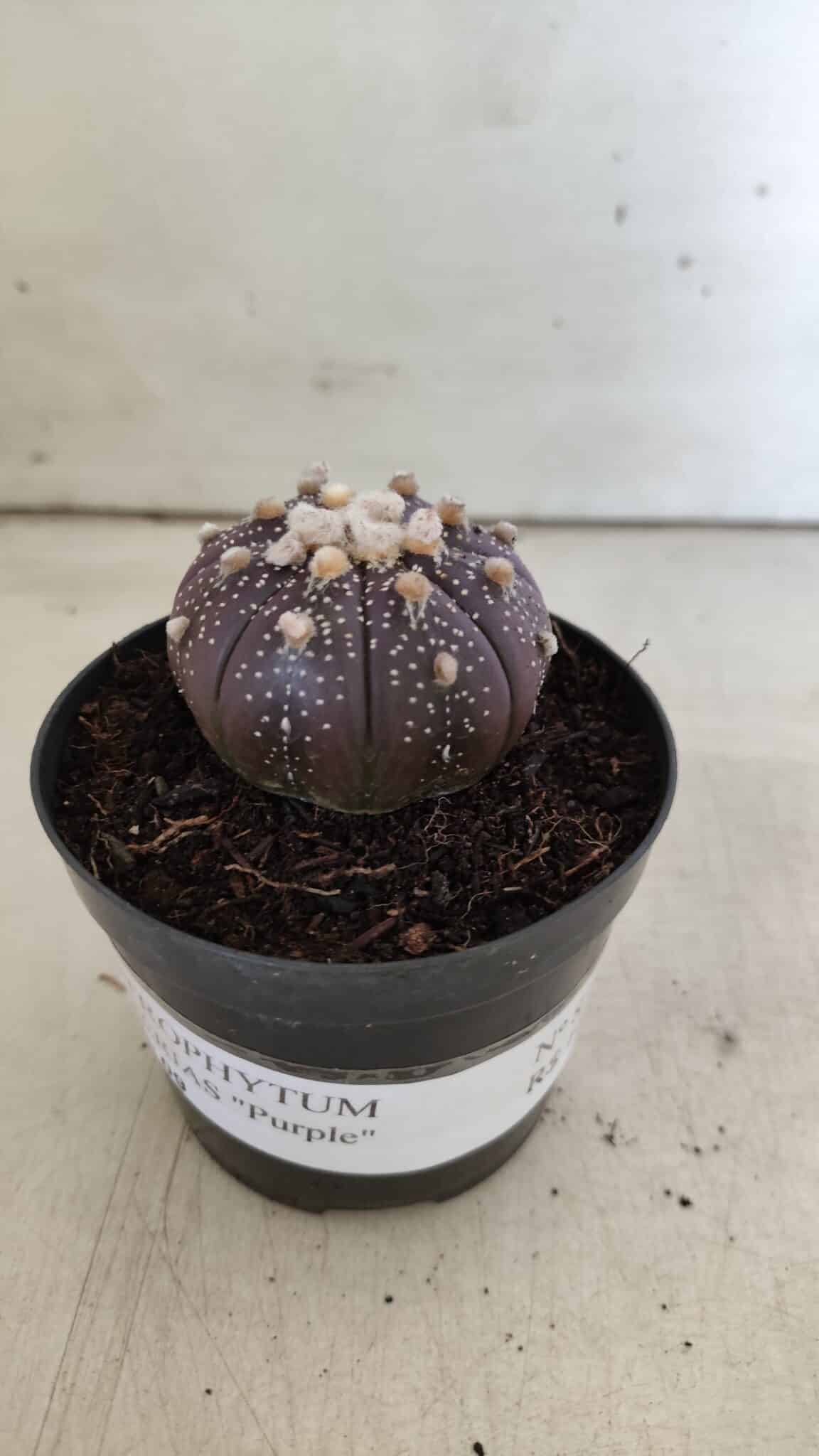 ASTROPHYTUM ASTERIAS “Purple”  Nº 824 – vaso 09