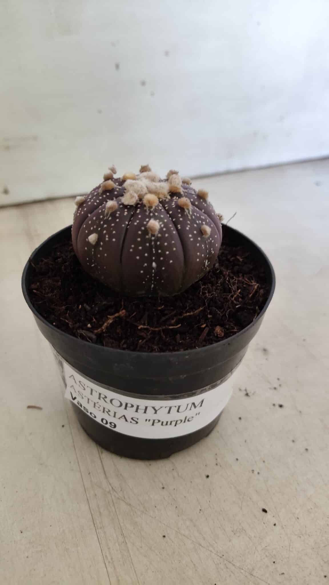 ASTROPHYTUM ASTERIAS “Purple”  Nº 824 – vaso 09
