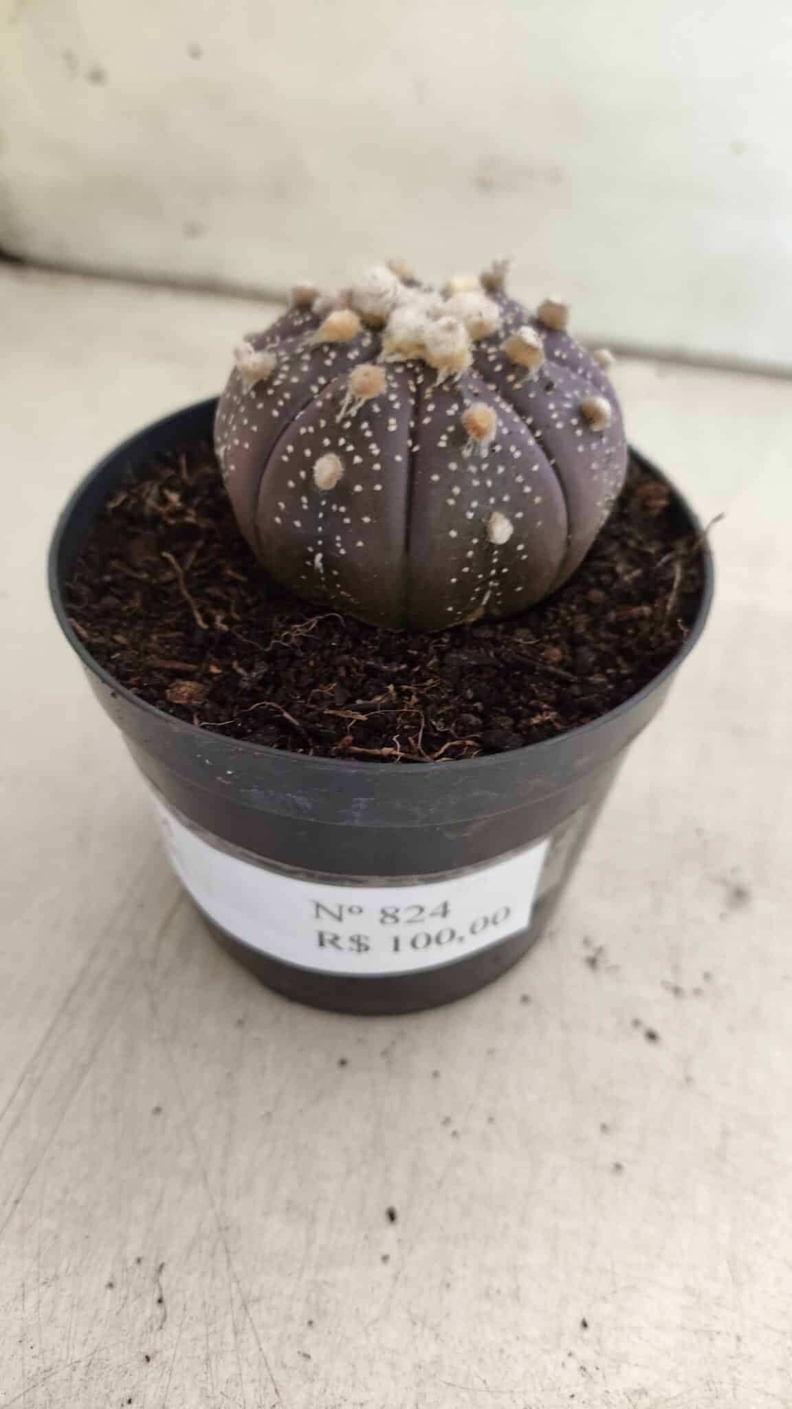 ASTROPHYTUM ASTERIAS “Purple”  Nº 824 – vaso 09