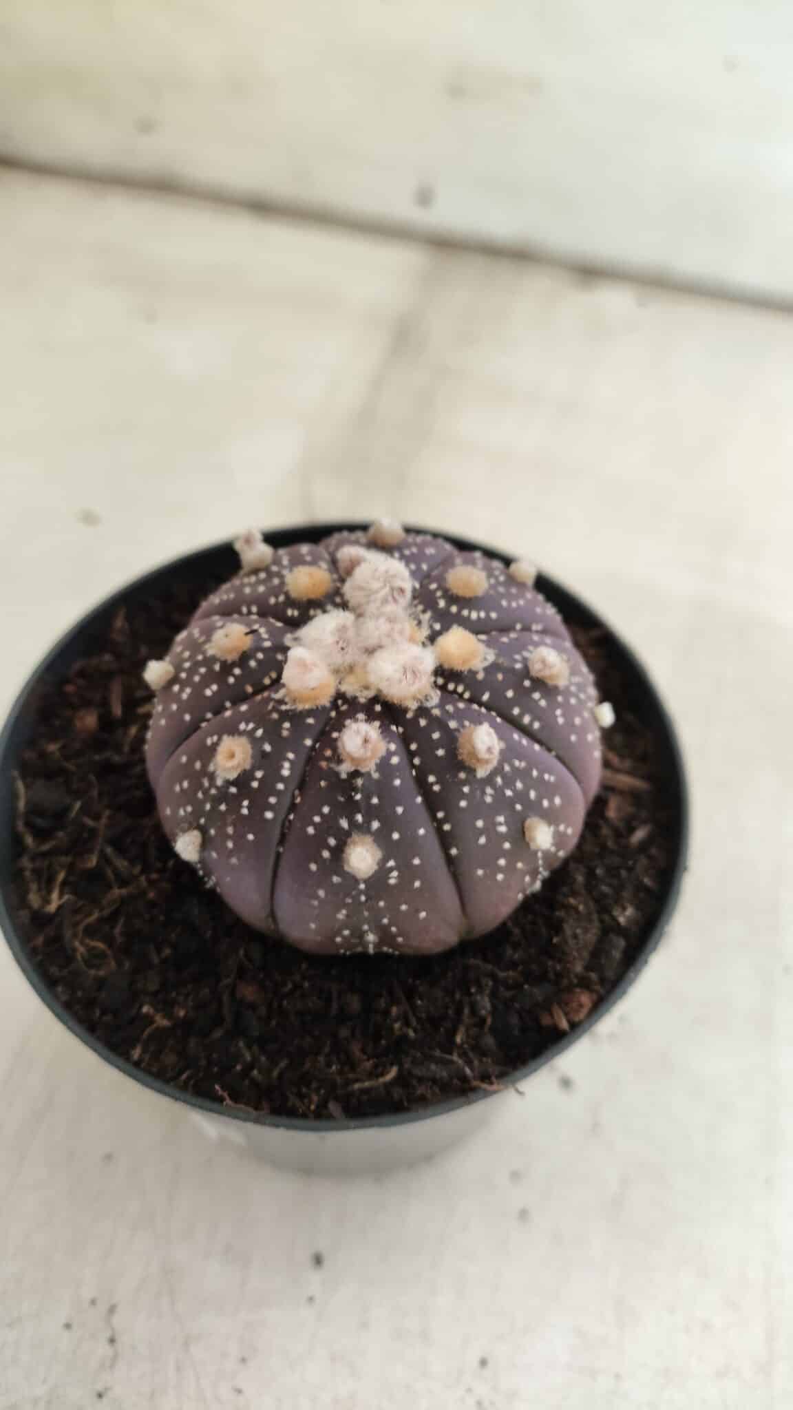 ASTROPHYTUM ASTERIAS “Purple”  Nº 824 – vaso 09