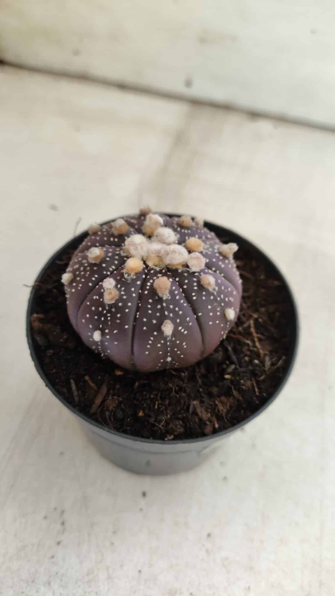 ASTROPHYTUM ASTERIAS “Purple”  Nº 824 – vaso 09