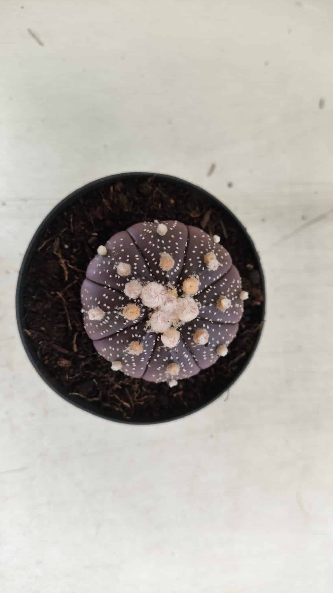 ASTROPHYTUM ASTERIAS “Purple”  Nº 824 – vaso 09