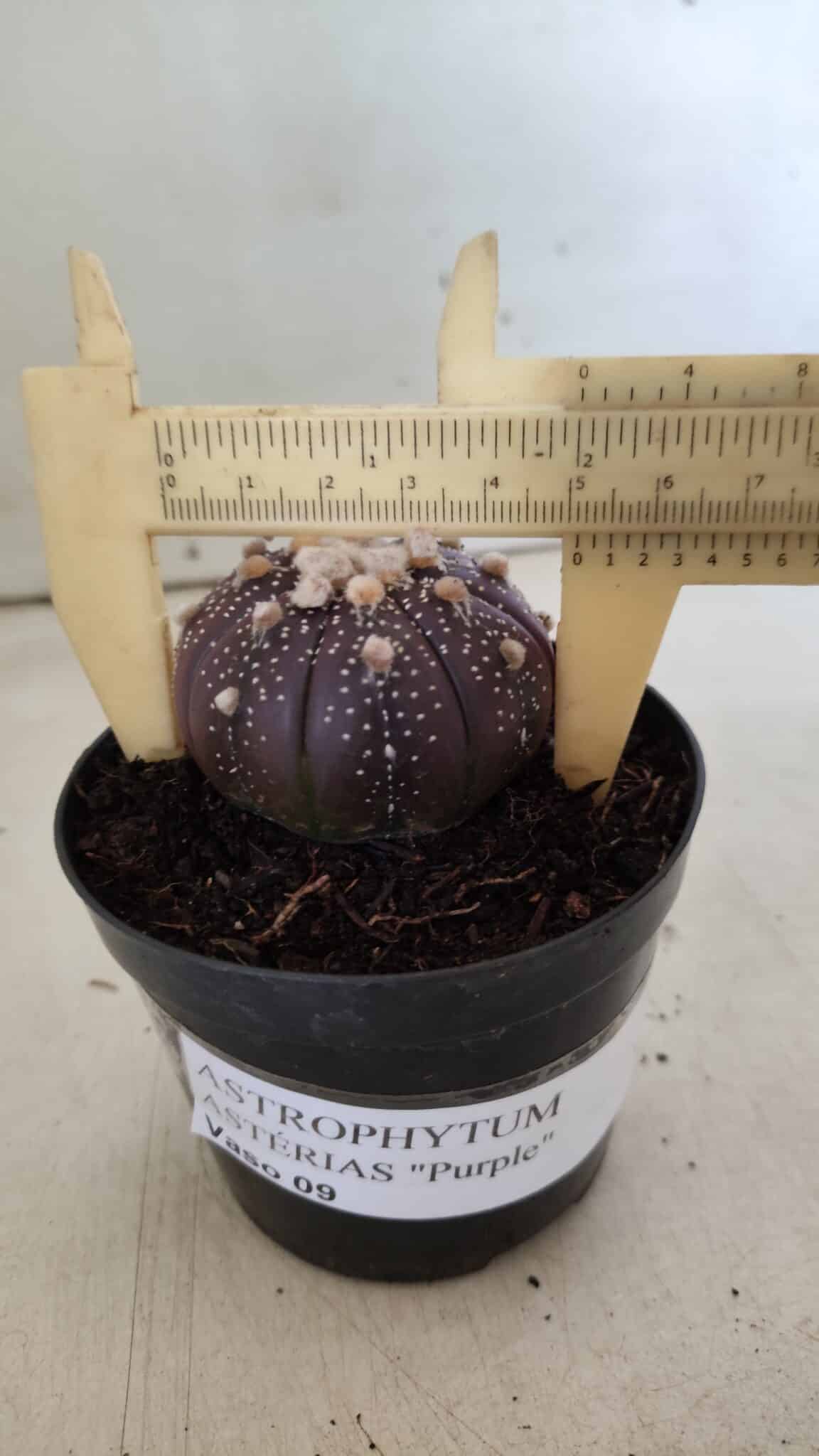ASTROPHYTUM ASTERIAS “Purple”  Nº 824 – vaso 09
