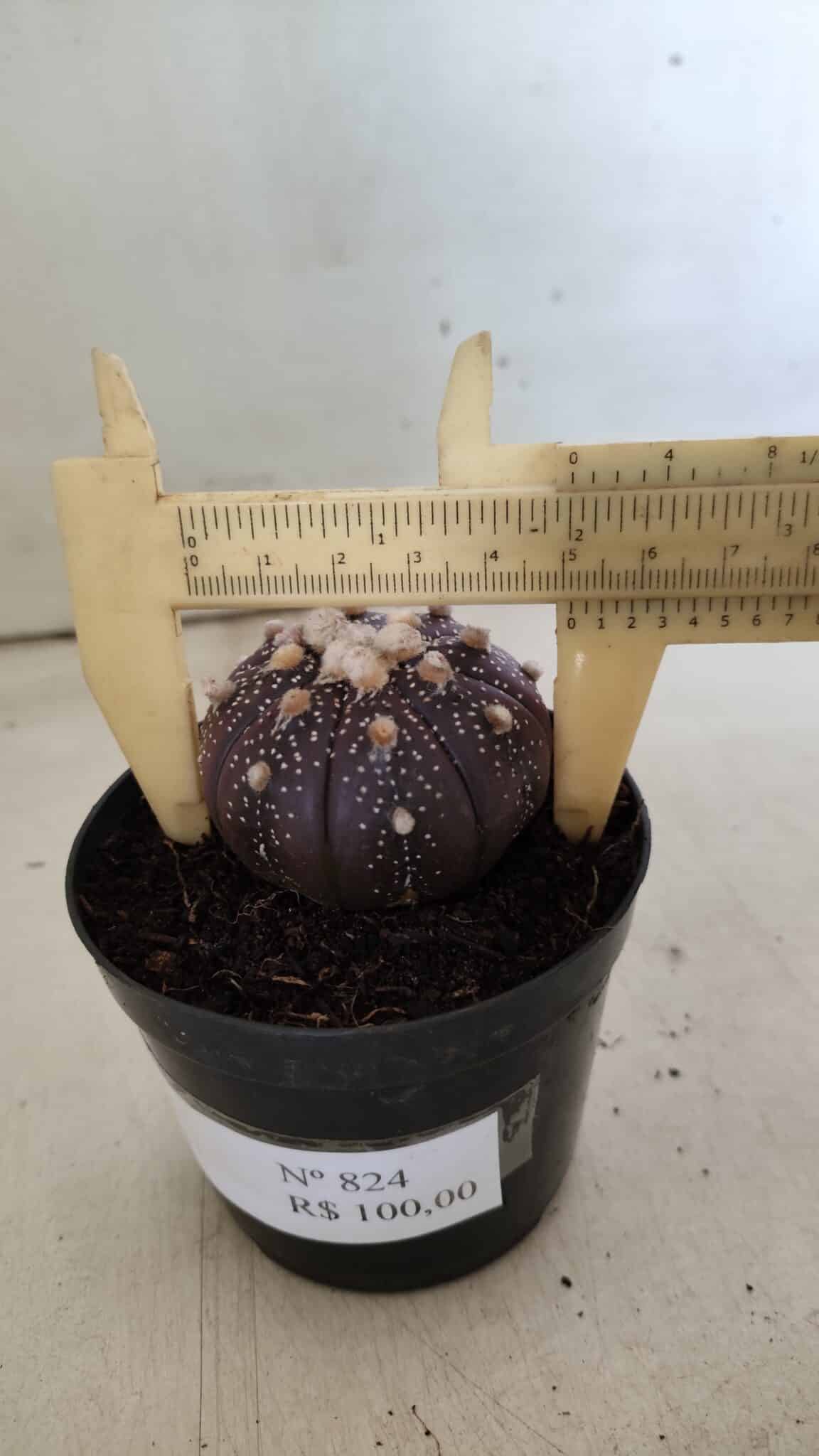 ASTROPHYTUM ASTERIAS “Purple”  Nº 824 – vaso 09