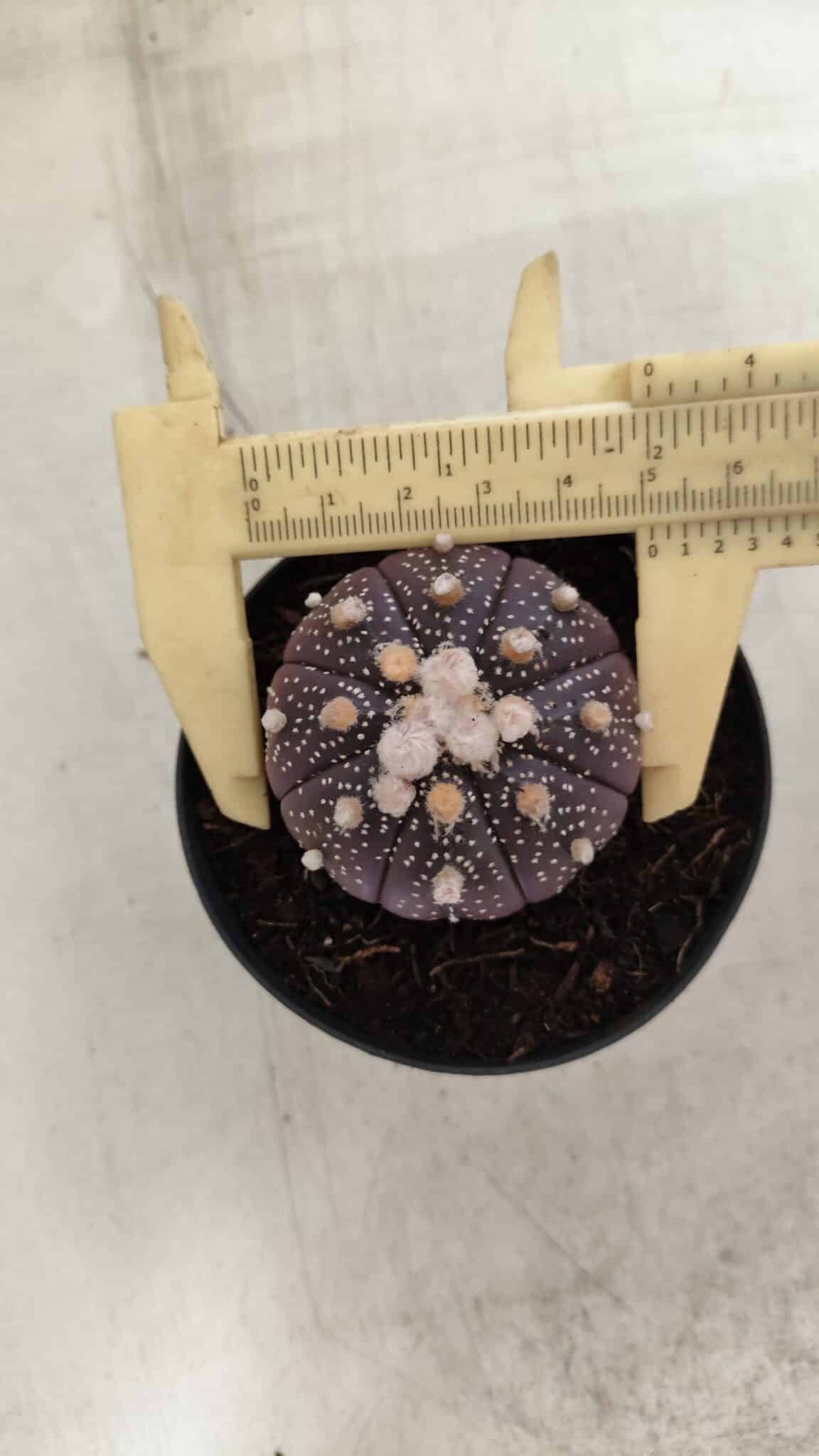ASTROPHYTUM ASTERIAS “Purple”  Nº 824 – vaso 09