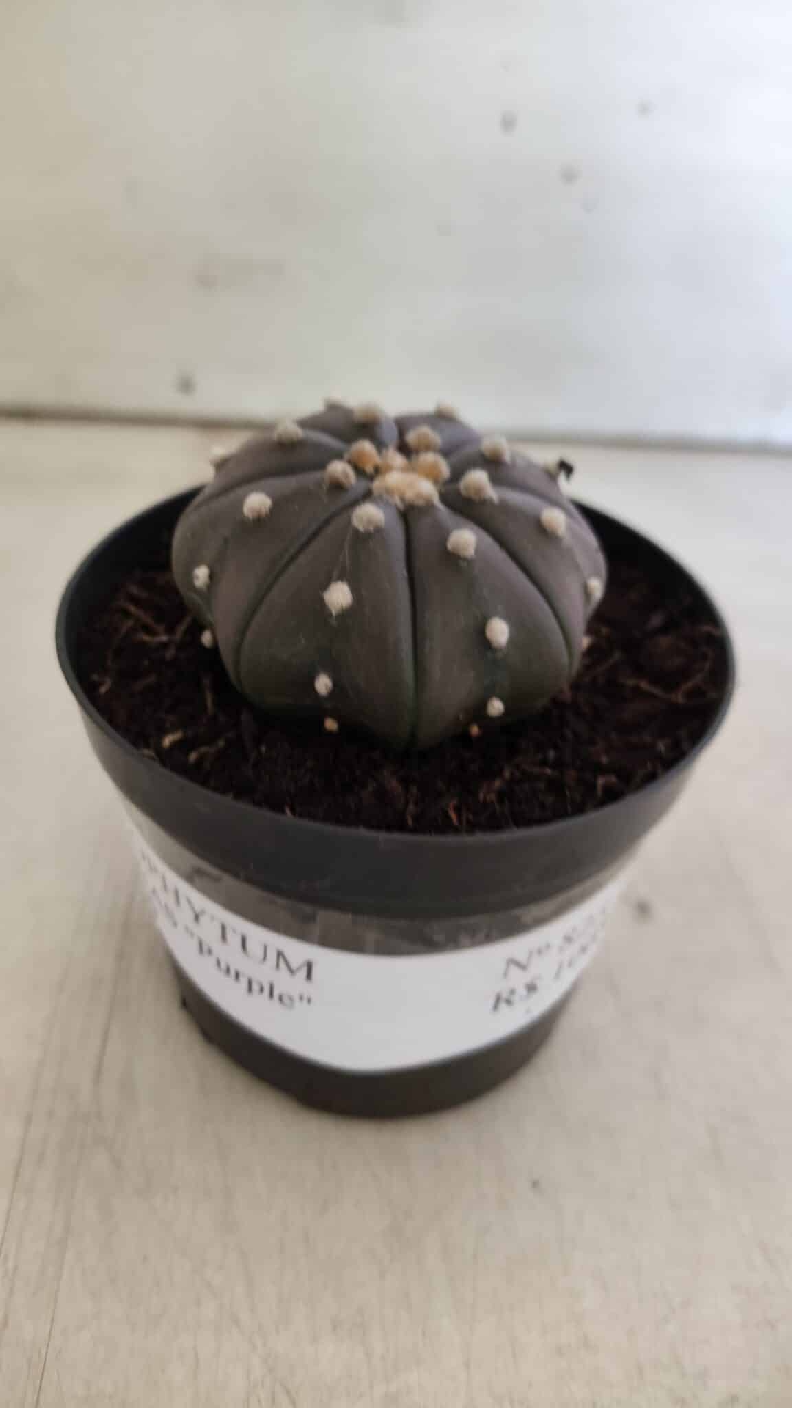 ASTROPHYTUM ASTERIAS “Purple”  Nº 825 – vaso 09