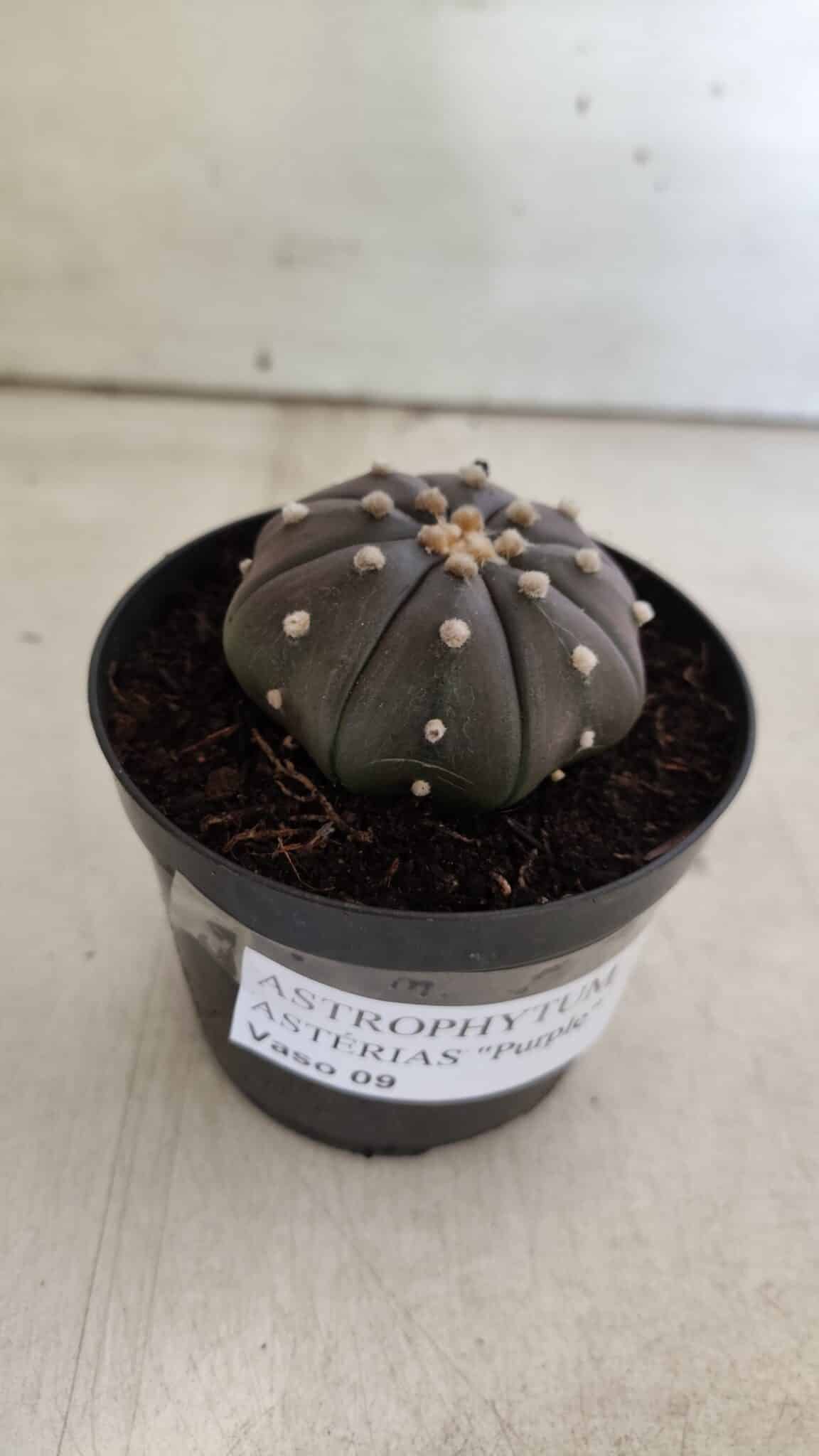 ASTROPHYTUM ASTERIAS “Purple”  Nº 825 – vaso 09