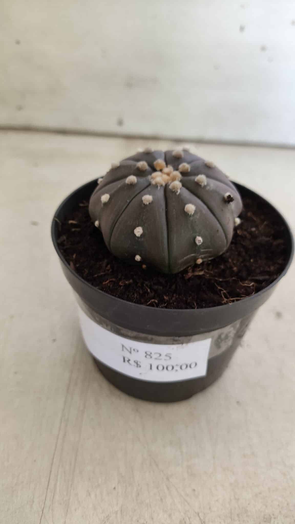 ASTROPHYTUM ASTERIAS “Purple”  Nº 825 – vaso 09