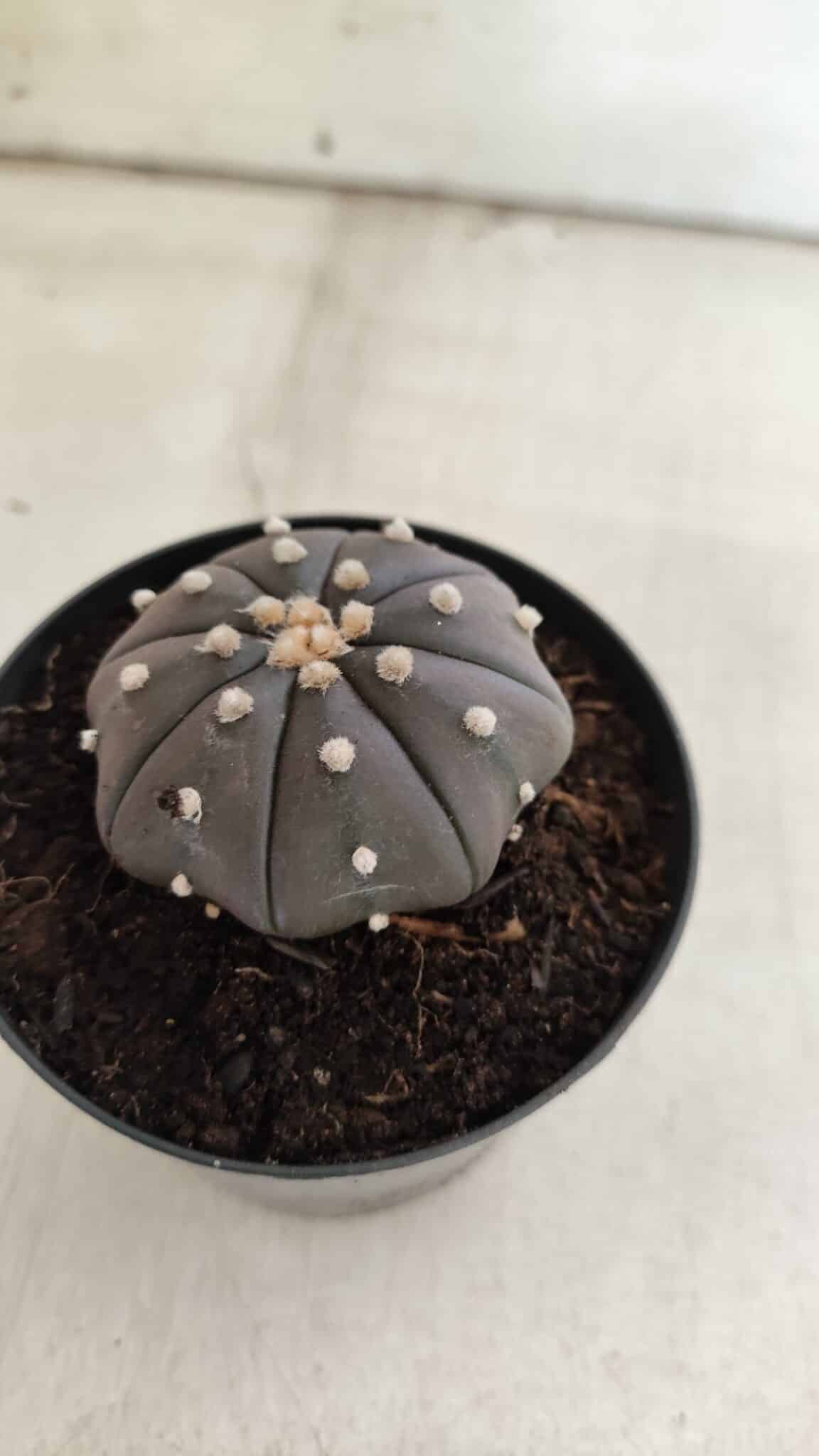 ASTROPHYTUM ASTERIAS “Purple”  Nº 825 – vaso 09