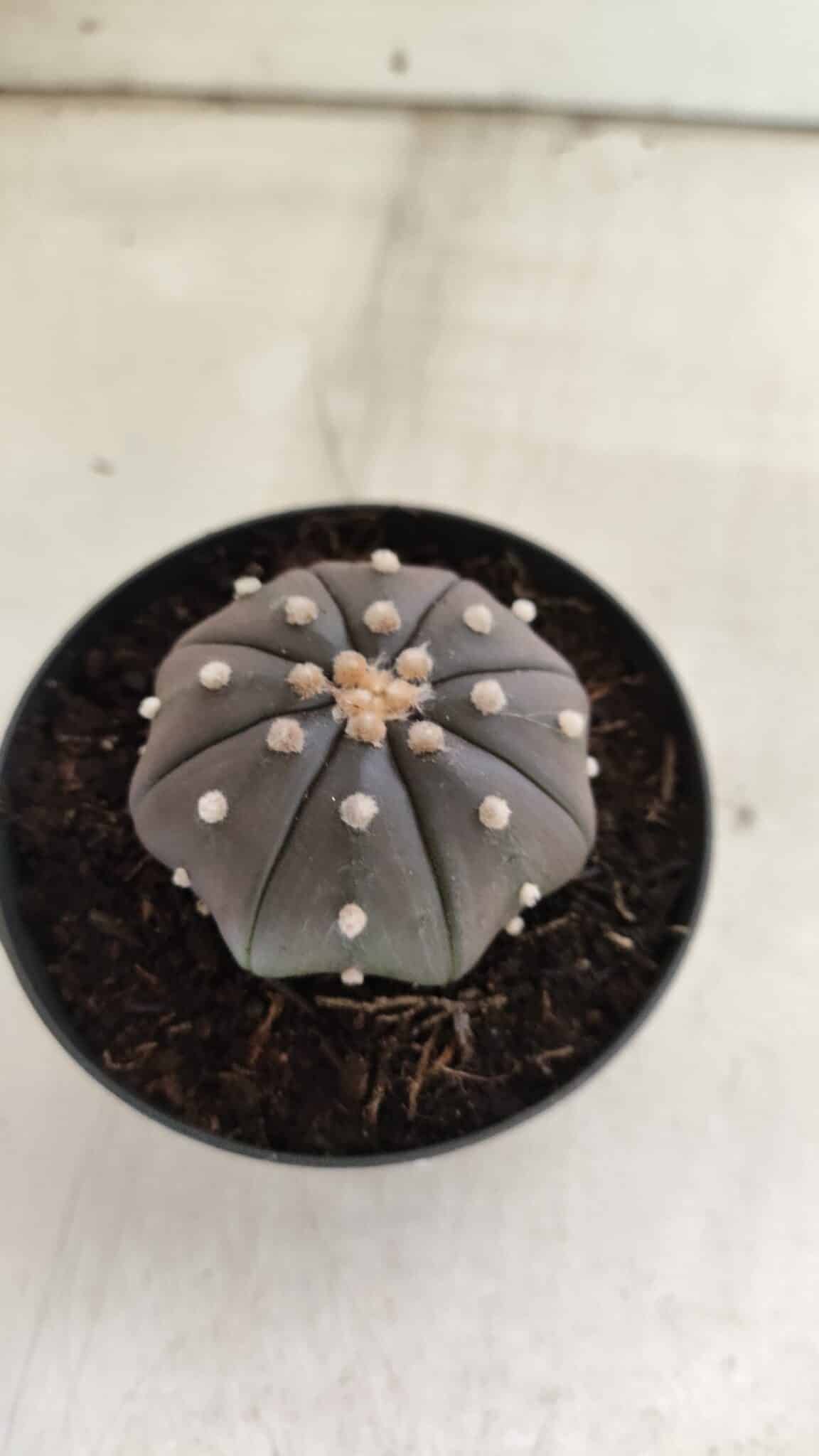ASTROPHYTUM ASTERIAS “Purple”  Nº 825 – vaso 09