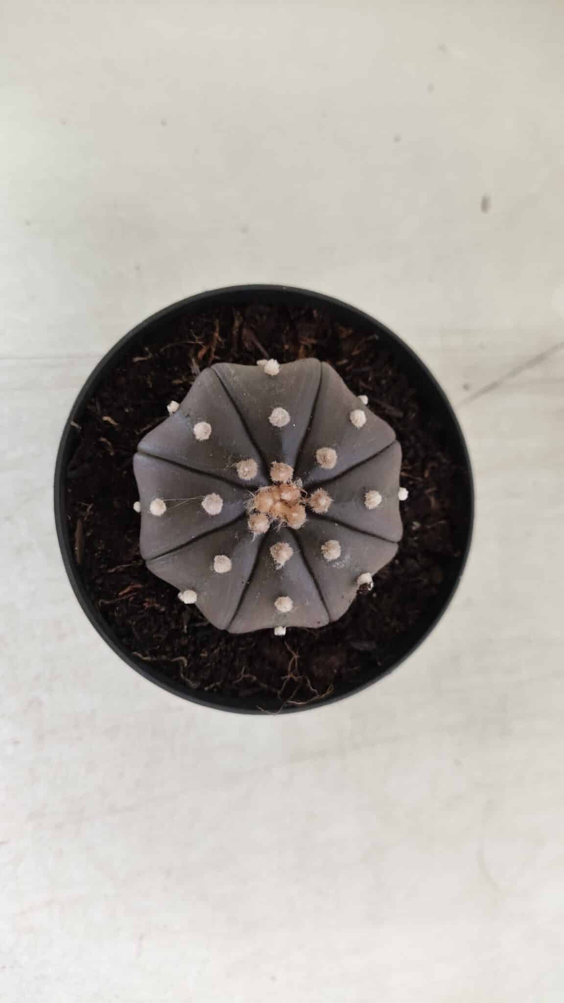 ASTROPHYTUM ASTERIAS “Purple”  Nº 825 – vaso 09