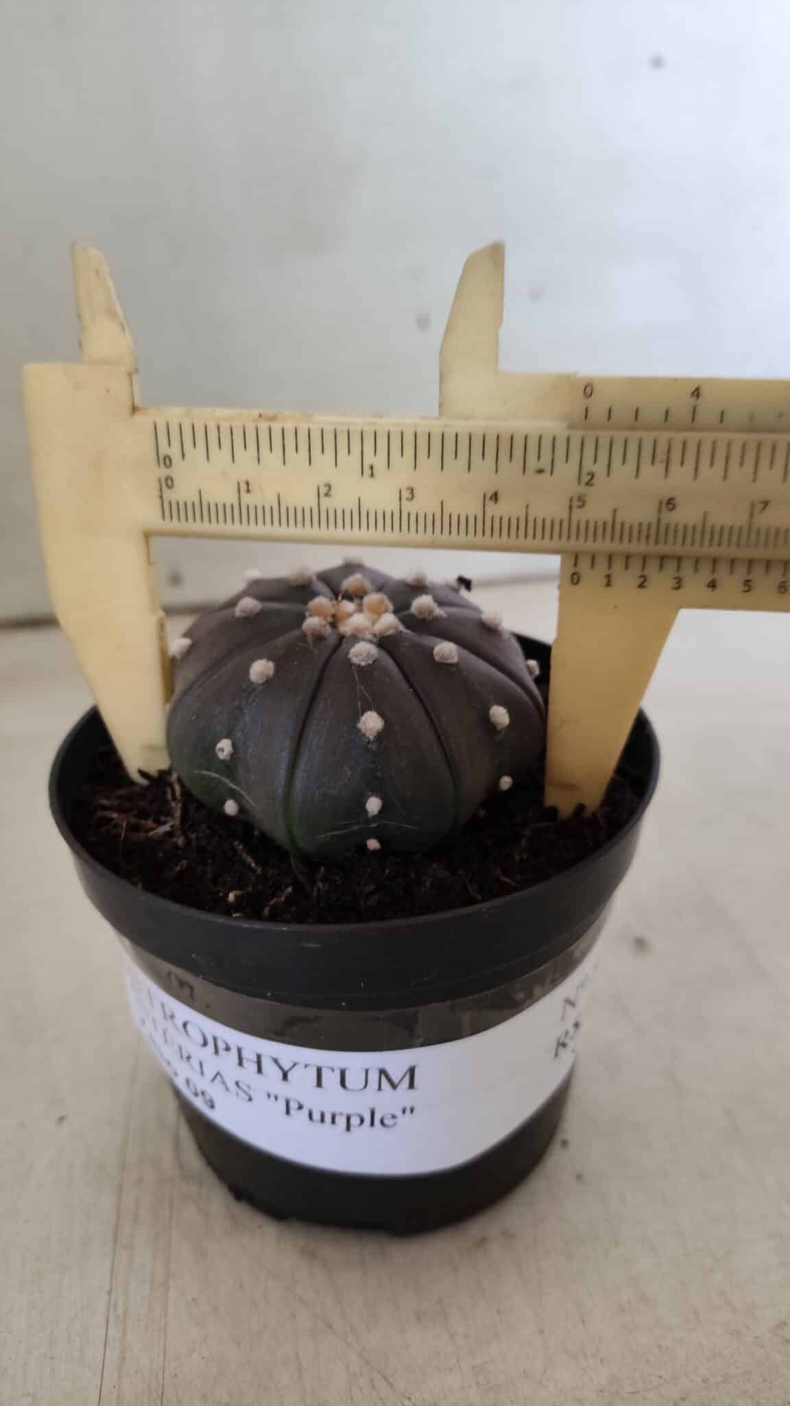 ASTROPHYTUM ASTERIAS “Purple”  Nº 825 – vaso 09