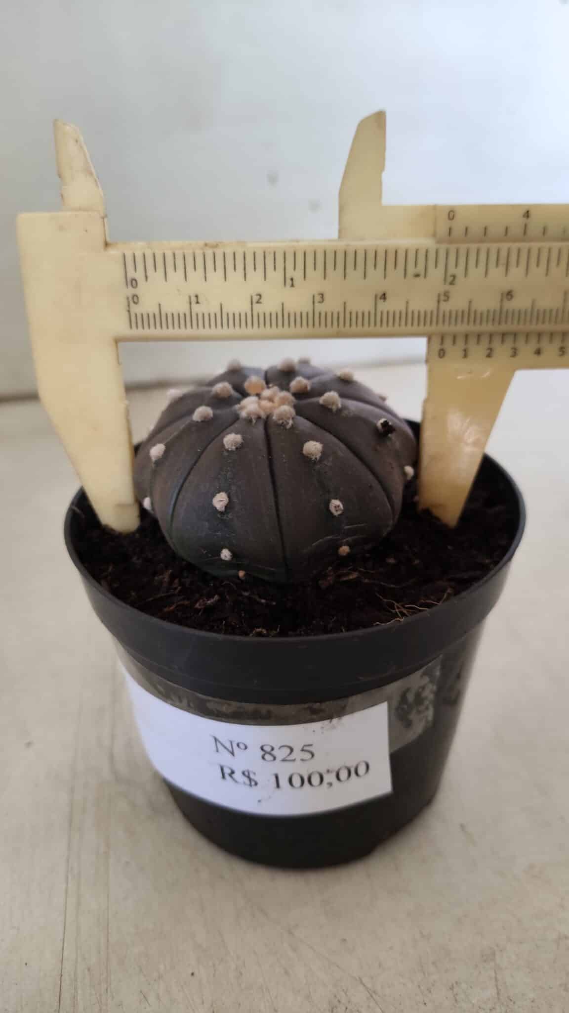 ASTROPHYTUM ASTERIAS “Purple”  Nº 825 – vaso 09
