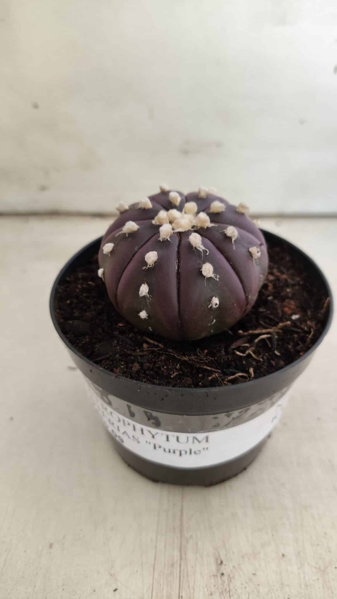ASTROPHYTUM ASTERIAS “Purple”  Nº 826 – vaso 09