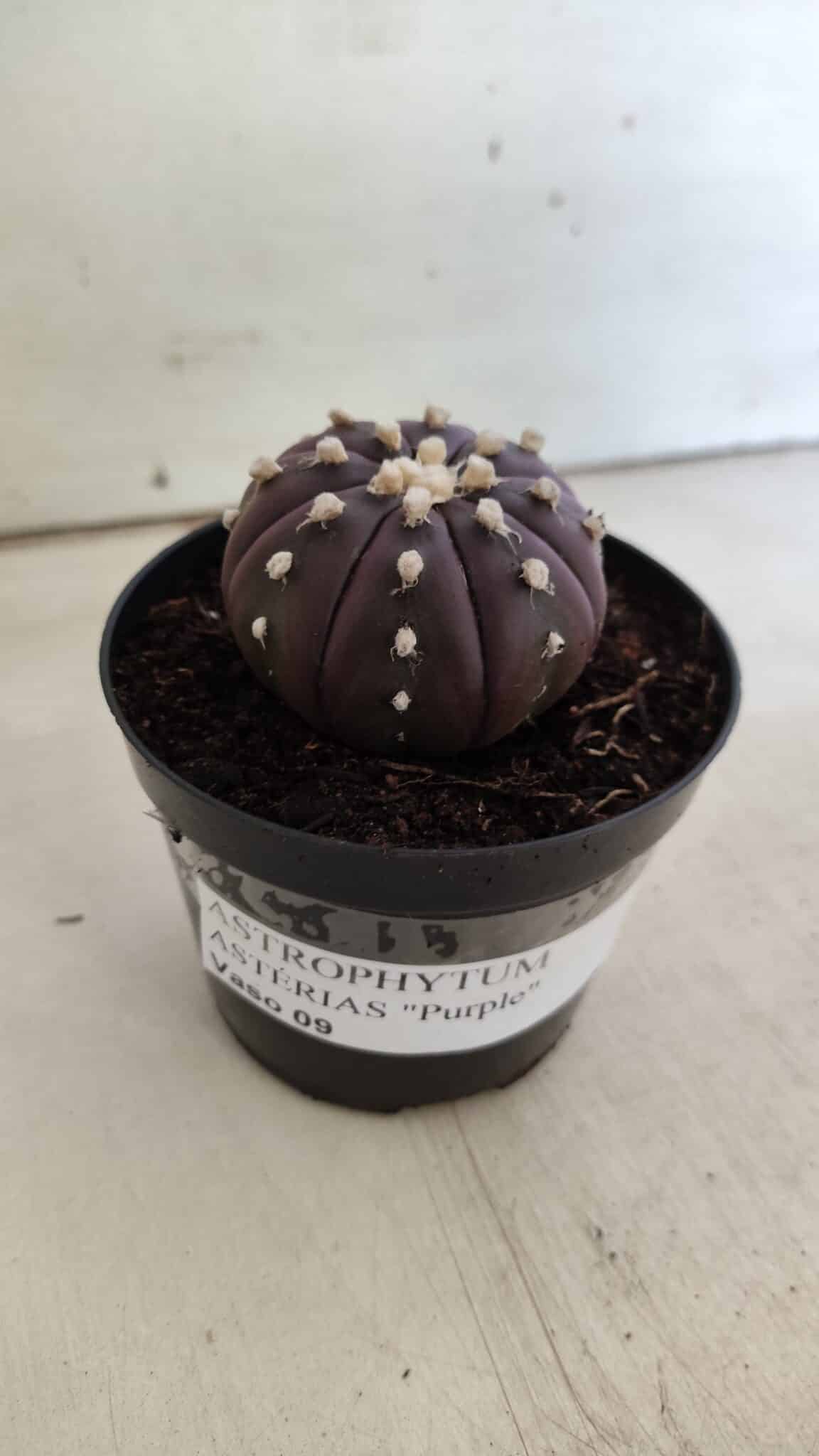 ASTROPHYTUM ASTERIAS “Purple”  Nº 826 – vaso 09