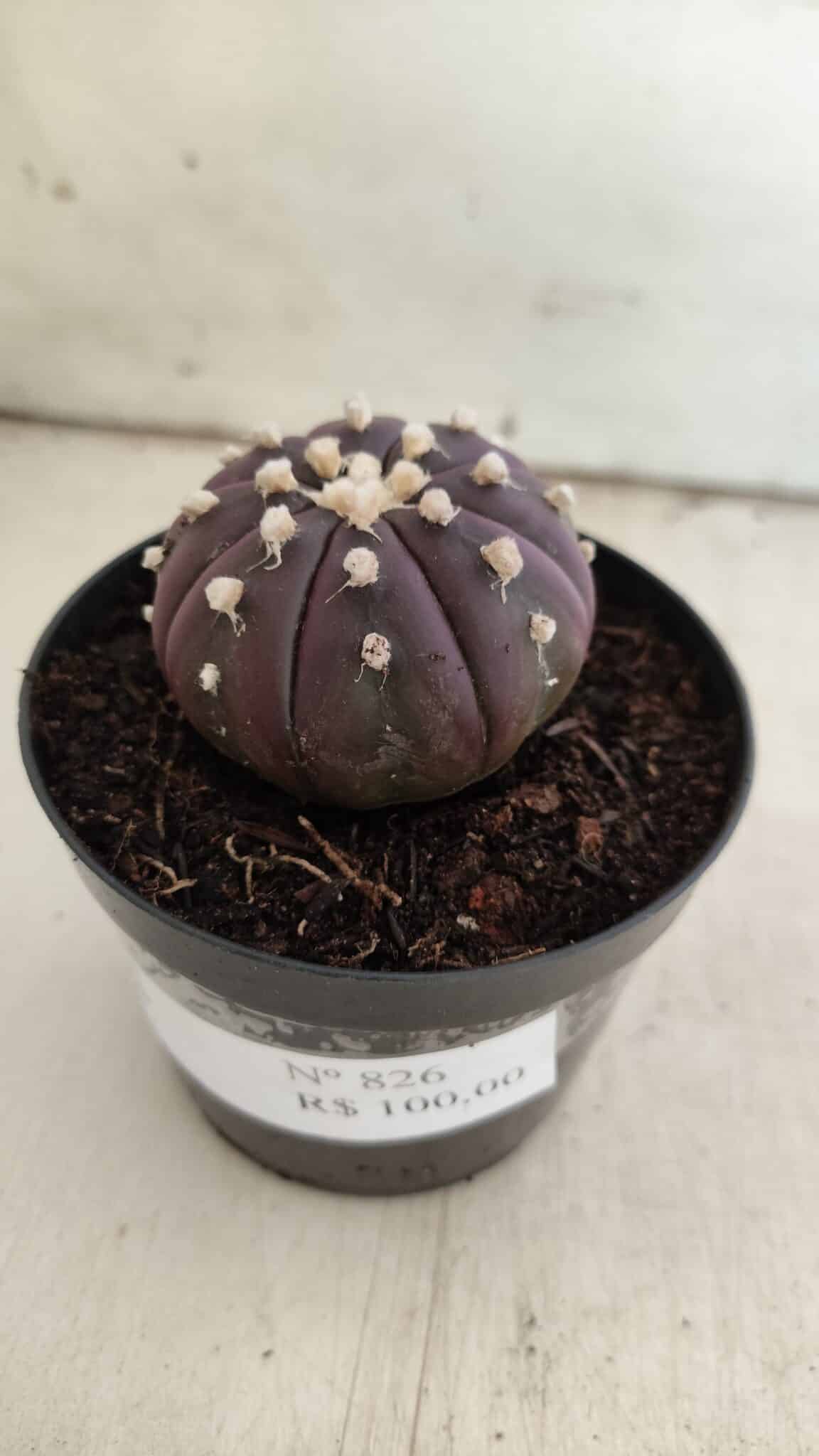 ASTROPHYTUM ASTERIAS “Purple”  Nº 826 – vaso 09