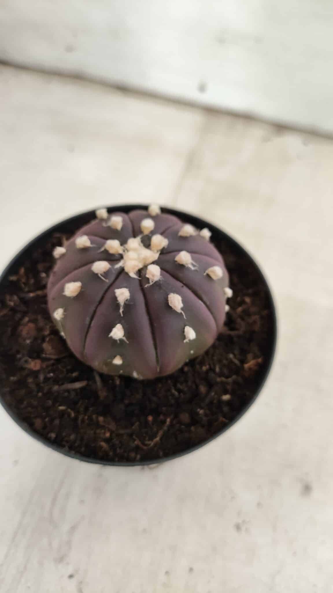 ASTROPHYTUM ASTERIAS “Purple”  Nº 826 – vaso 09