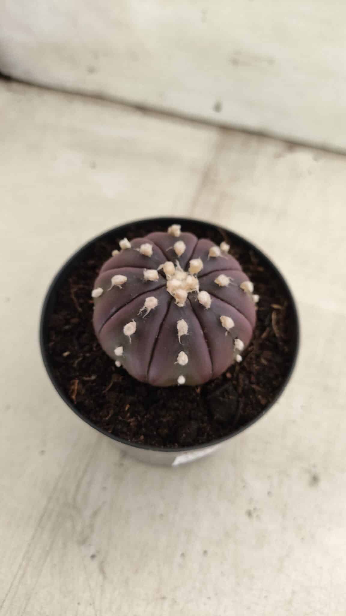 ASTROPHYTUM ASTERIAS “Purple”  Nº 826 – vaso 09