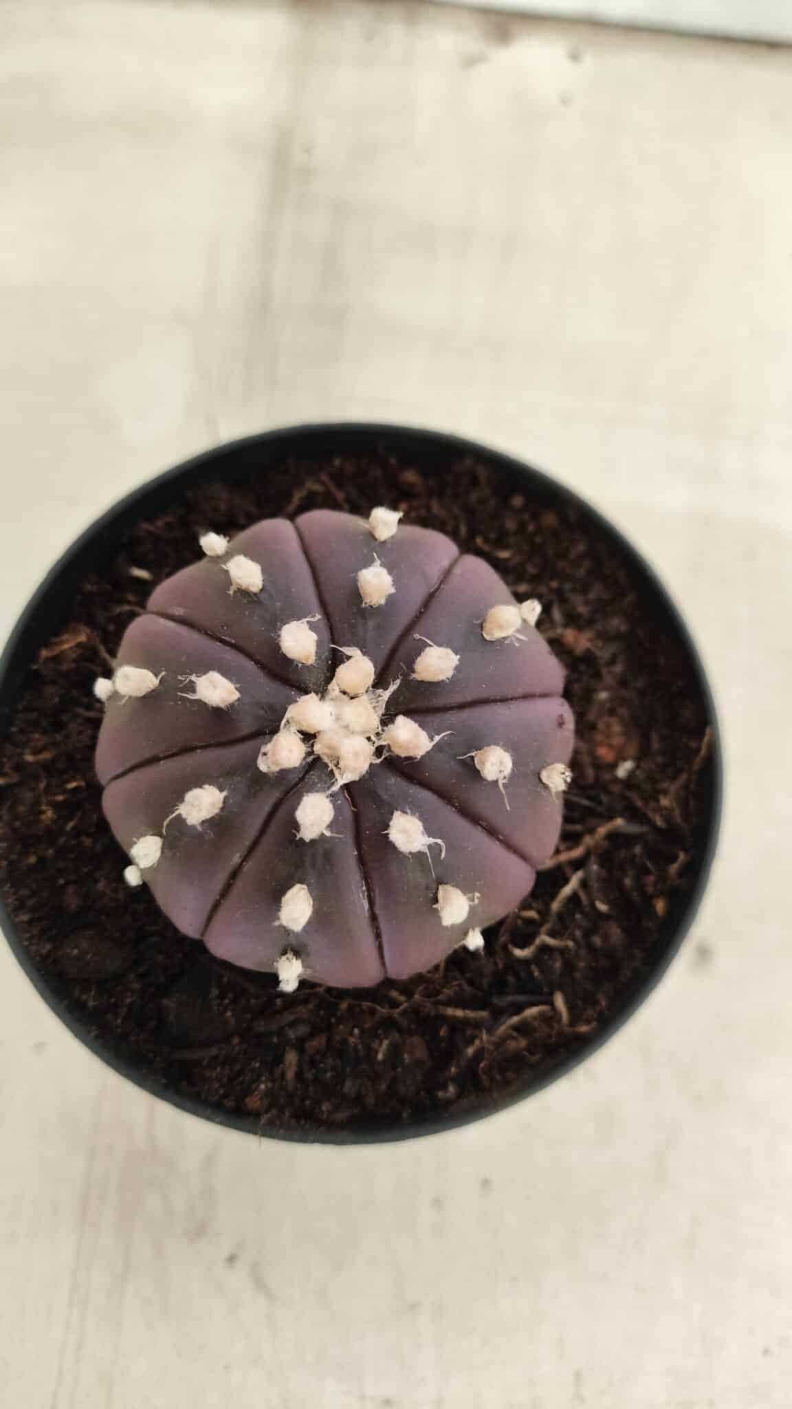 ASTROPHYTUM ASTERIAS “Purple”  Nº 826 – vaso 09