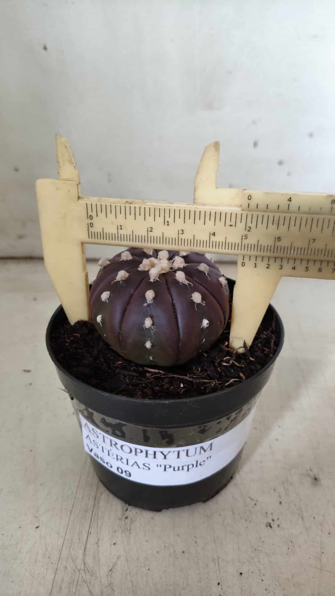 ASTROPHYTUM ASTERIAS “Purple”  Nº 826 – vaso 09